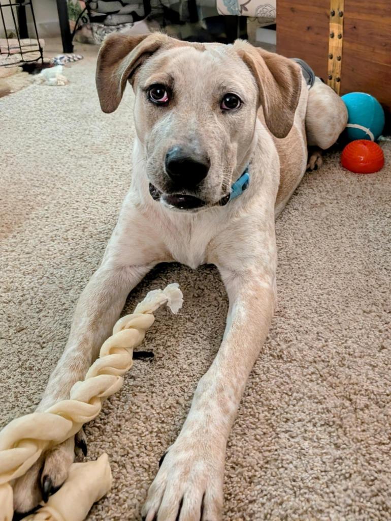 Katrina, Adoptable, Young Female Australian Cattle Dog / Blue Heeler & Hound.
