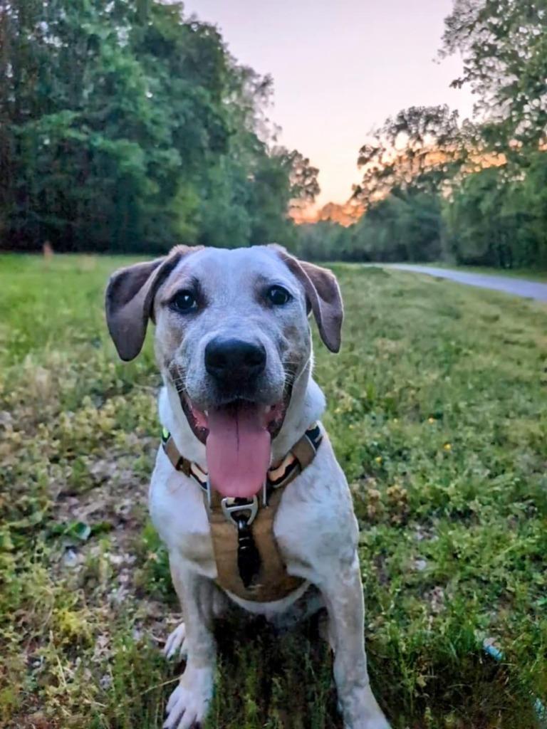 Katrina, Adoptable, Young Female Australian Cattle Dog / Blue Heeler & Hound.