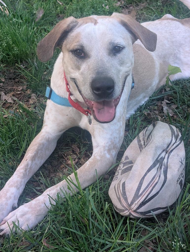 Enlarge Katrina, a Adoptable mixed breed in Waxhaw, NC image 3/4