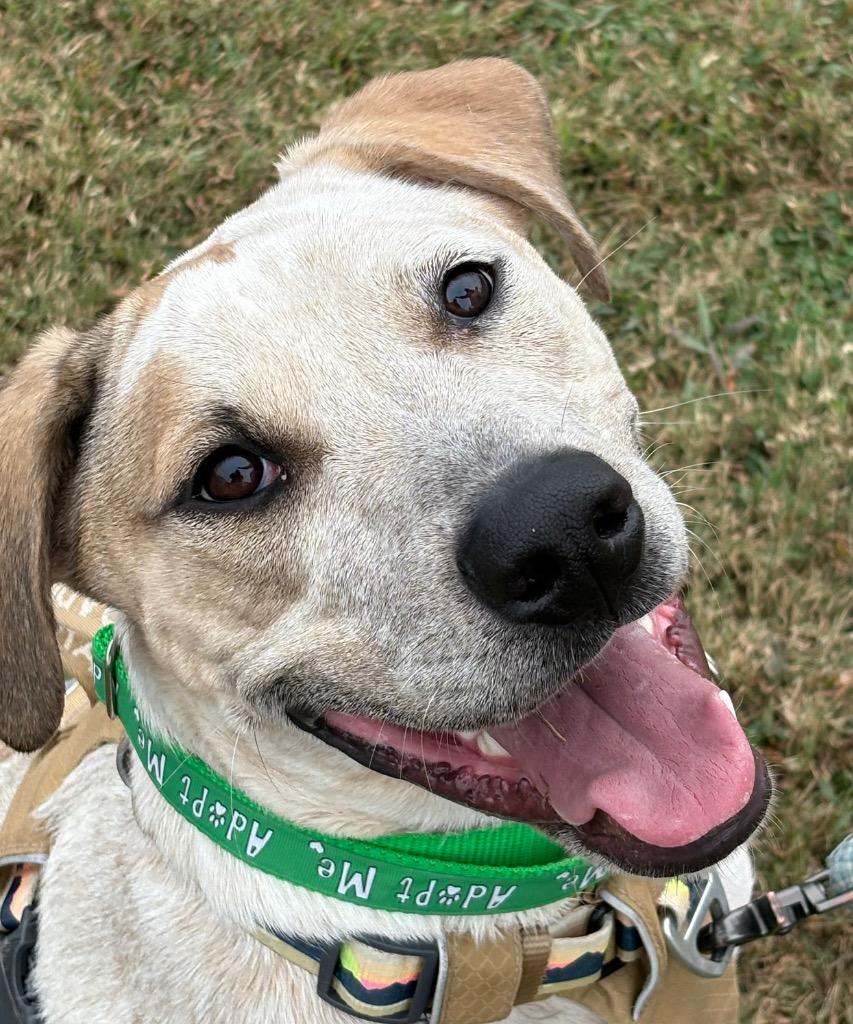 Enlarge Katrina, a Adoptable mixed breed in Waxhaw, NC image 3/3