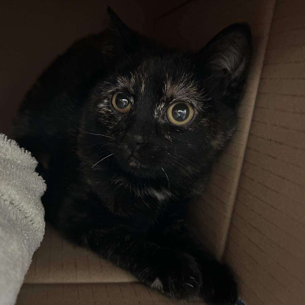 Velvet — thumbnail 2