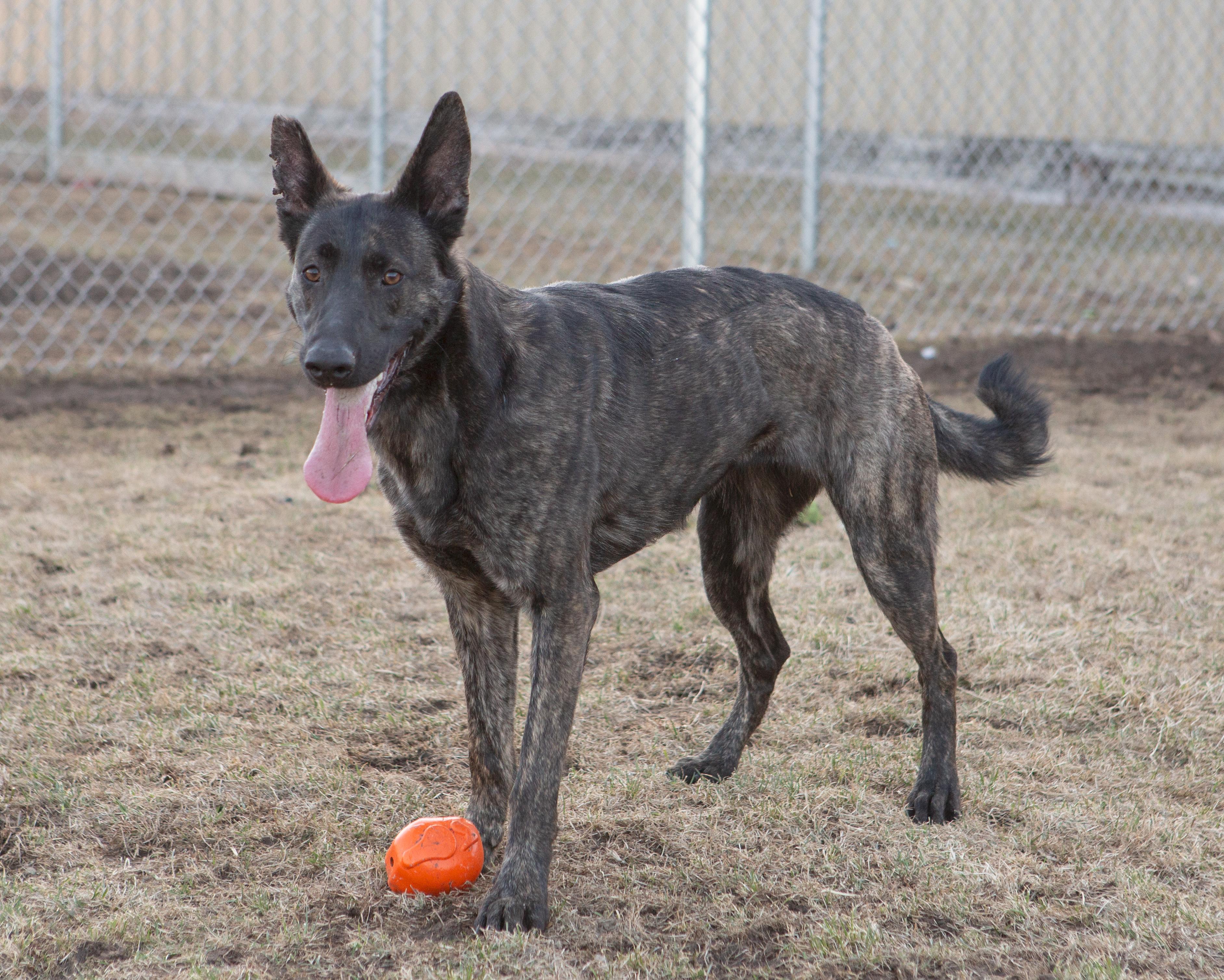 Jersey, Adopted, Adult Female Dutch Shepherd & Belgian Shepherd / Malinois.