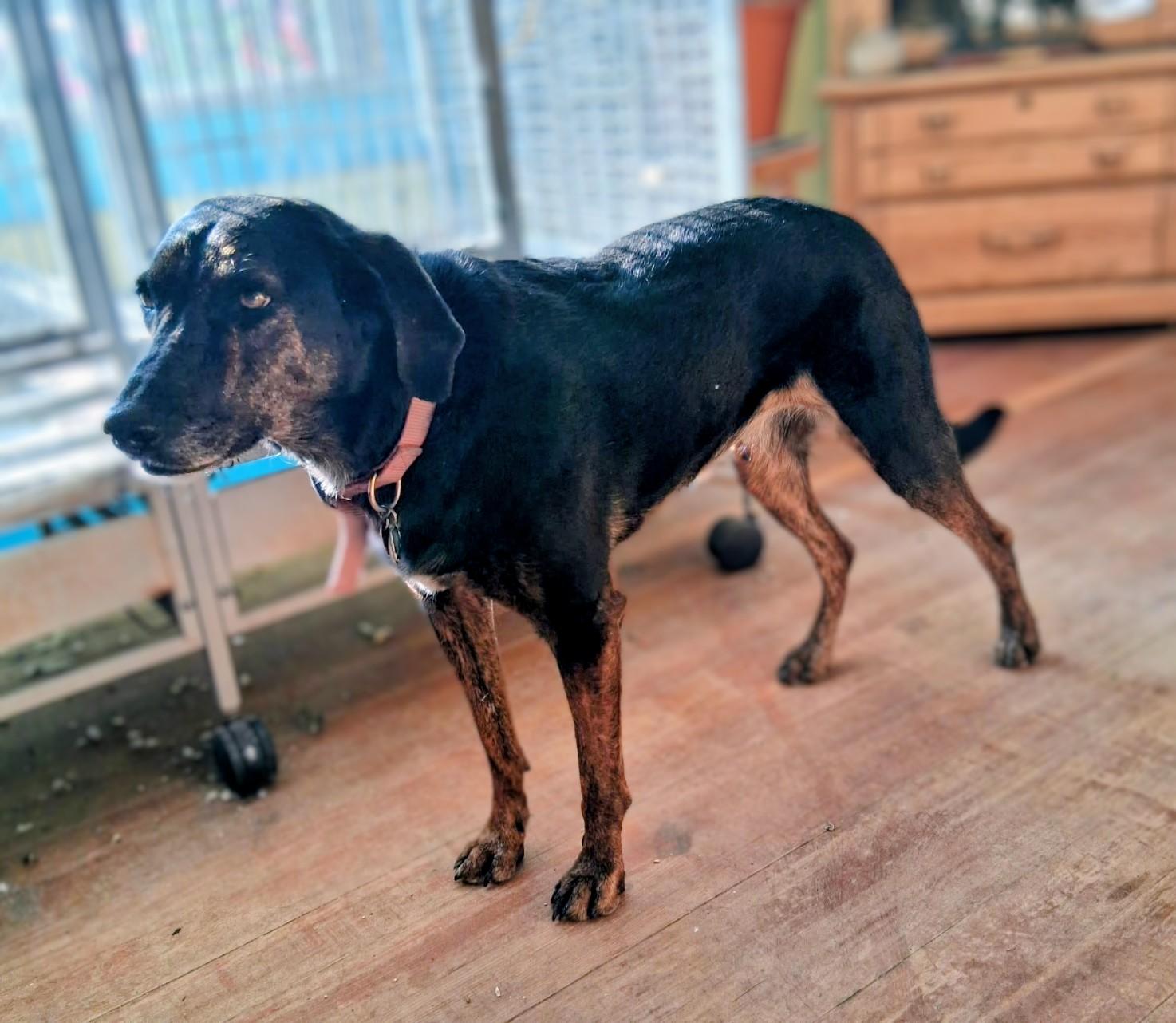 Sassy, ADOPTABLE, Adult Female Catahoula Leopard Dog & Labrador Retriever.