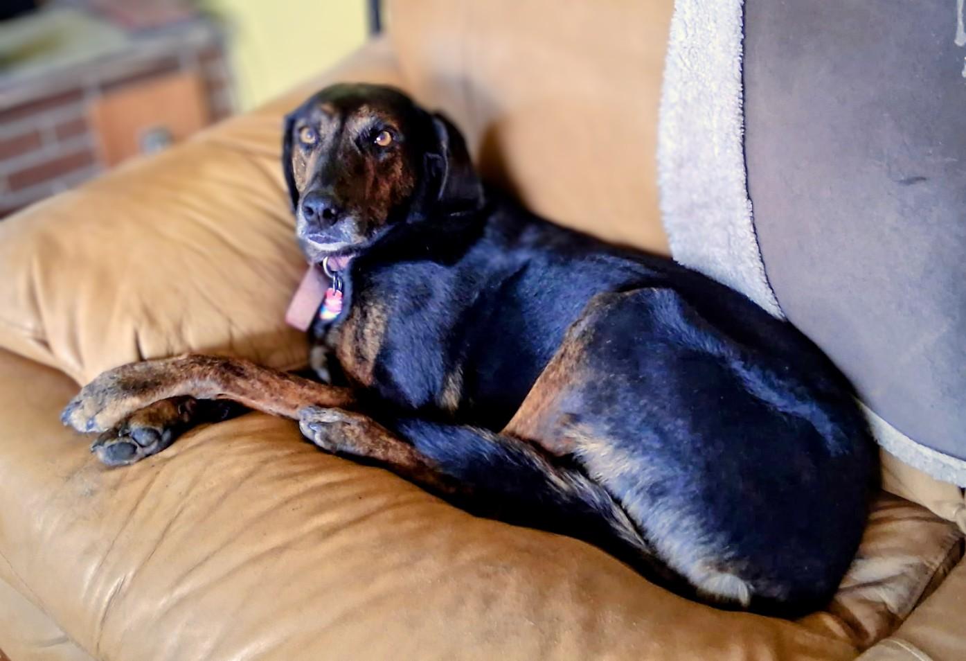 Enlarge Sassy, a ADOPTABLE mixed breed in Pinedale, WY image 3/3