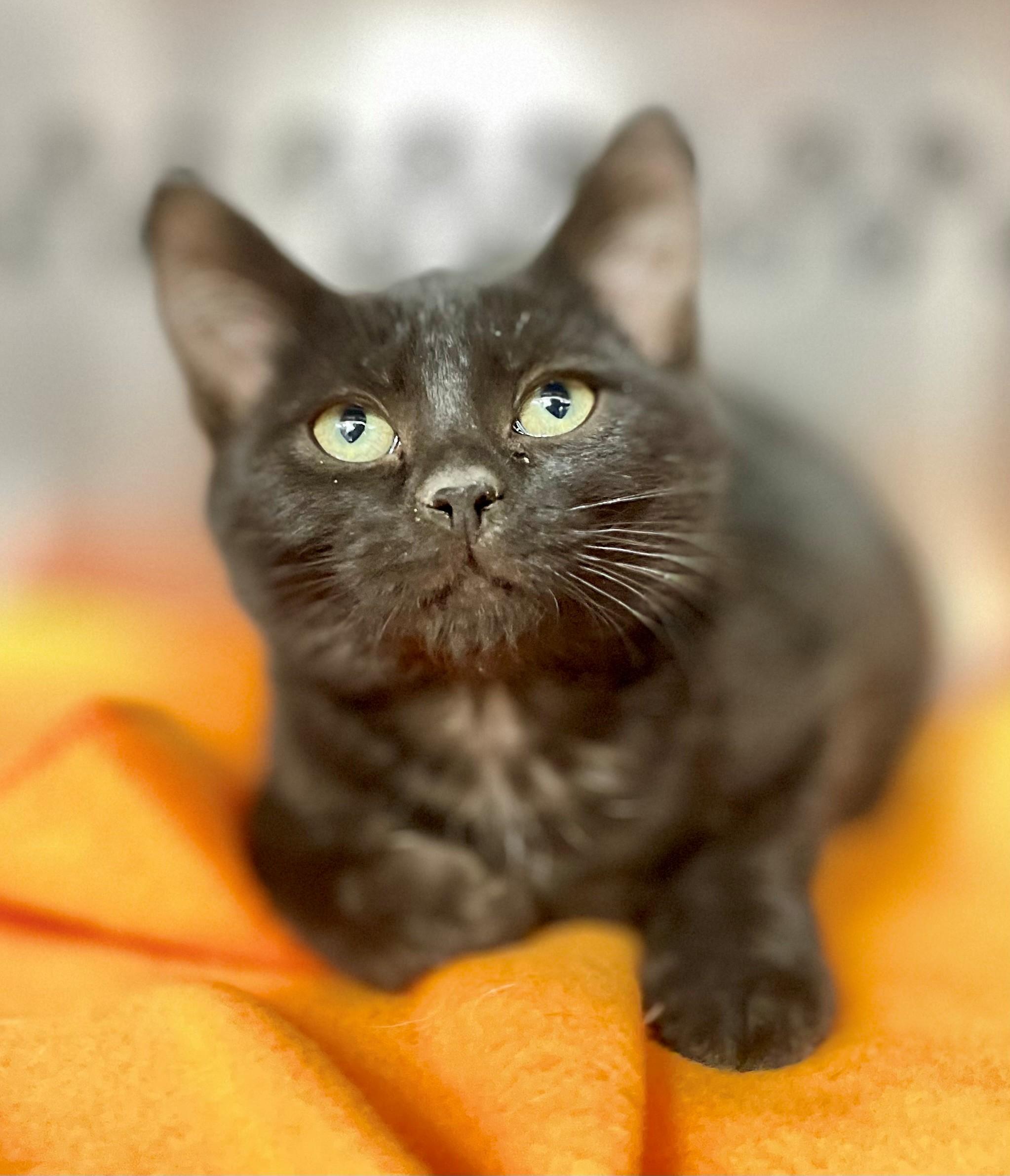 Enlarge Pierre, an adopted Domestic Short Hair in Hamilton, ON image 1/6