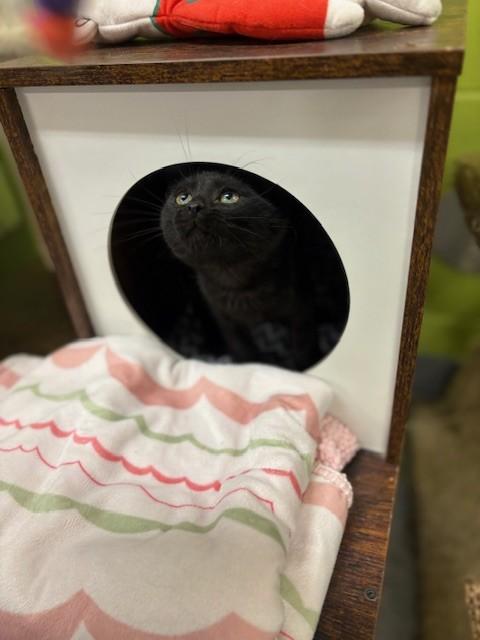 Enlarge Pierre, an adopted Domestic Short Hair in Hamilton, ON image 6/6