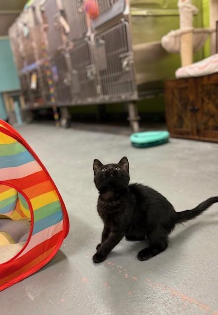 Enlarge Pierre, an adopted Domestic Short Hair in Hamilton, ON image 4/6