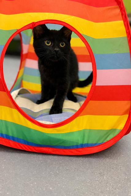 Enlarge Pierre, an adopted Domestic Short Hair in Hamilton, ON image 5/6