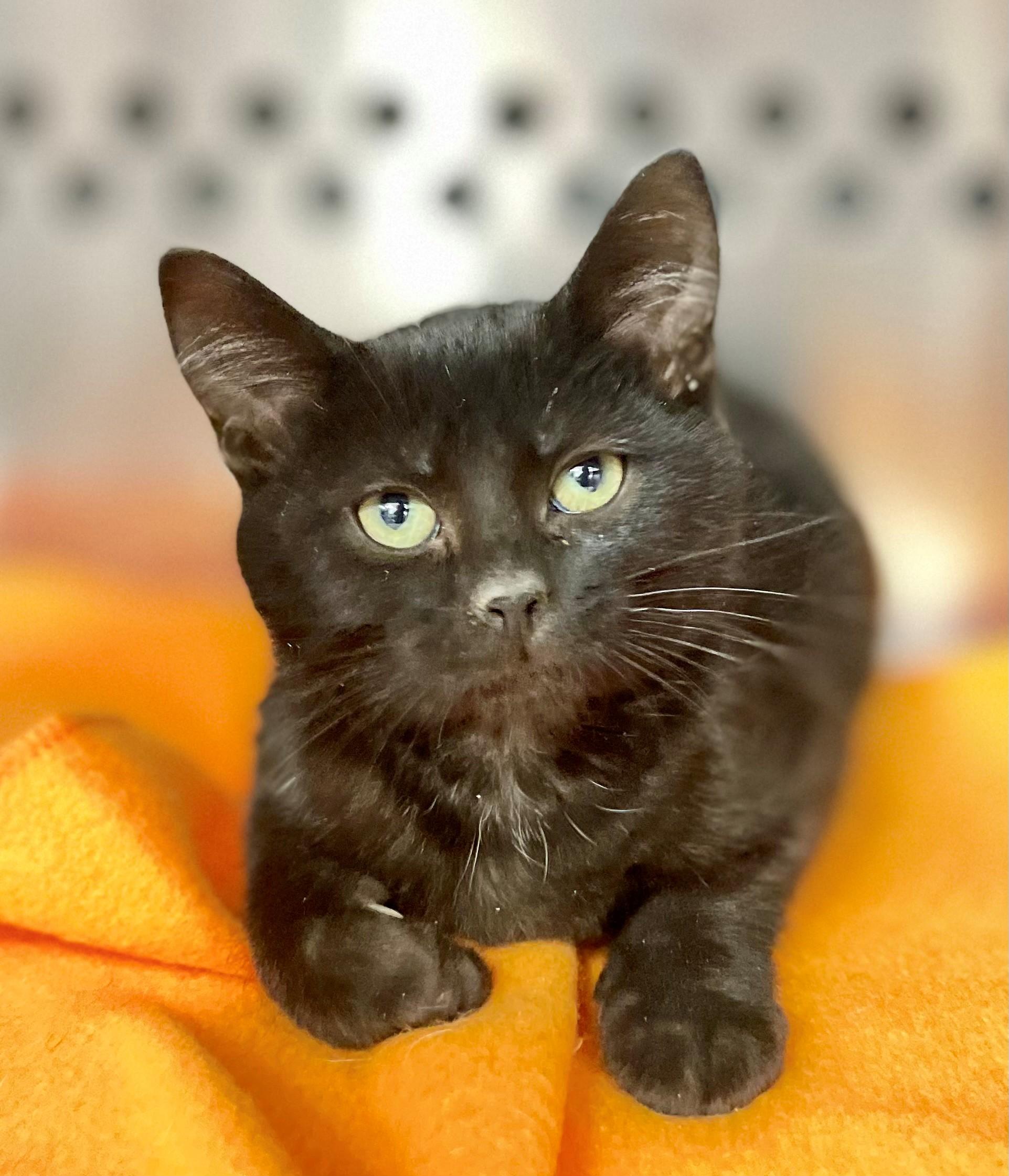 Enlarge Pierre, an adopted Domestic Short Hair in Hamilton, ON image 2/6