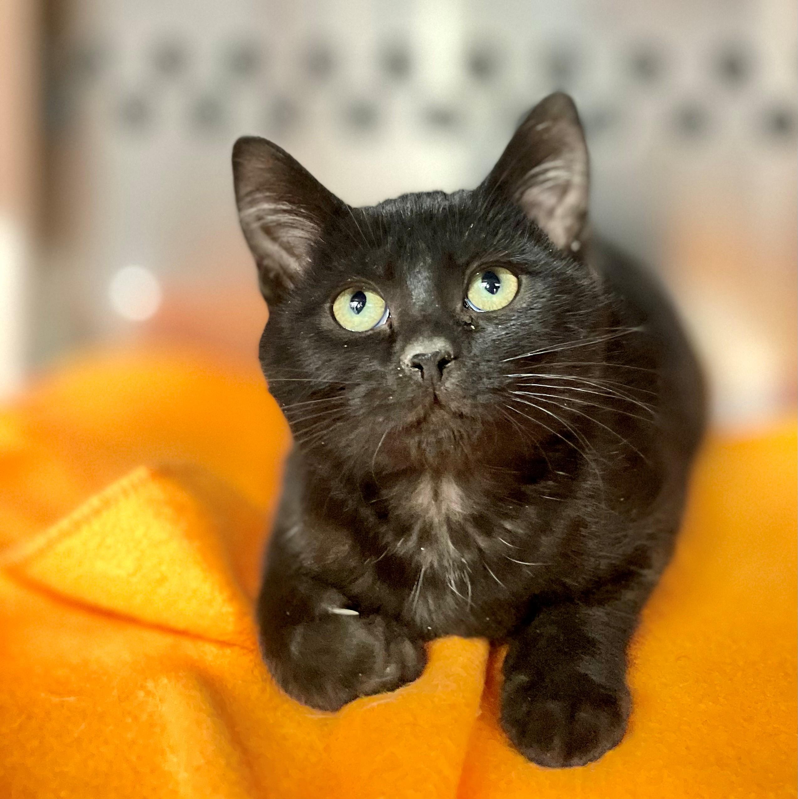 Enlarge Pierre, an adopted Domestic Short Hair in Hamilton, ON image 3/6