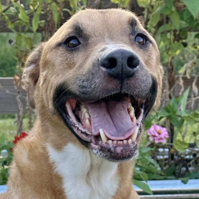 Chance, ADOPTABLE, Adult Male Labrador Retriever & German Shepherd Dog.