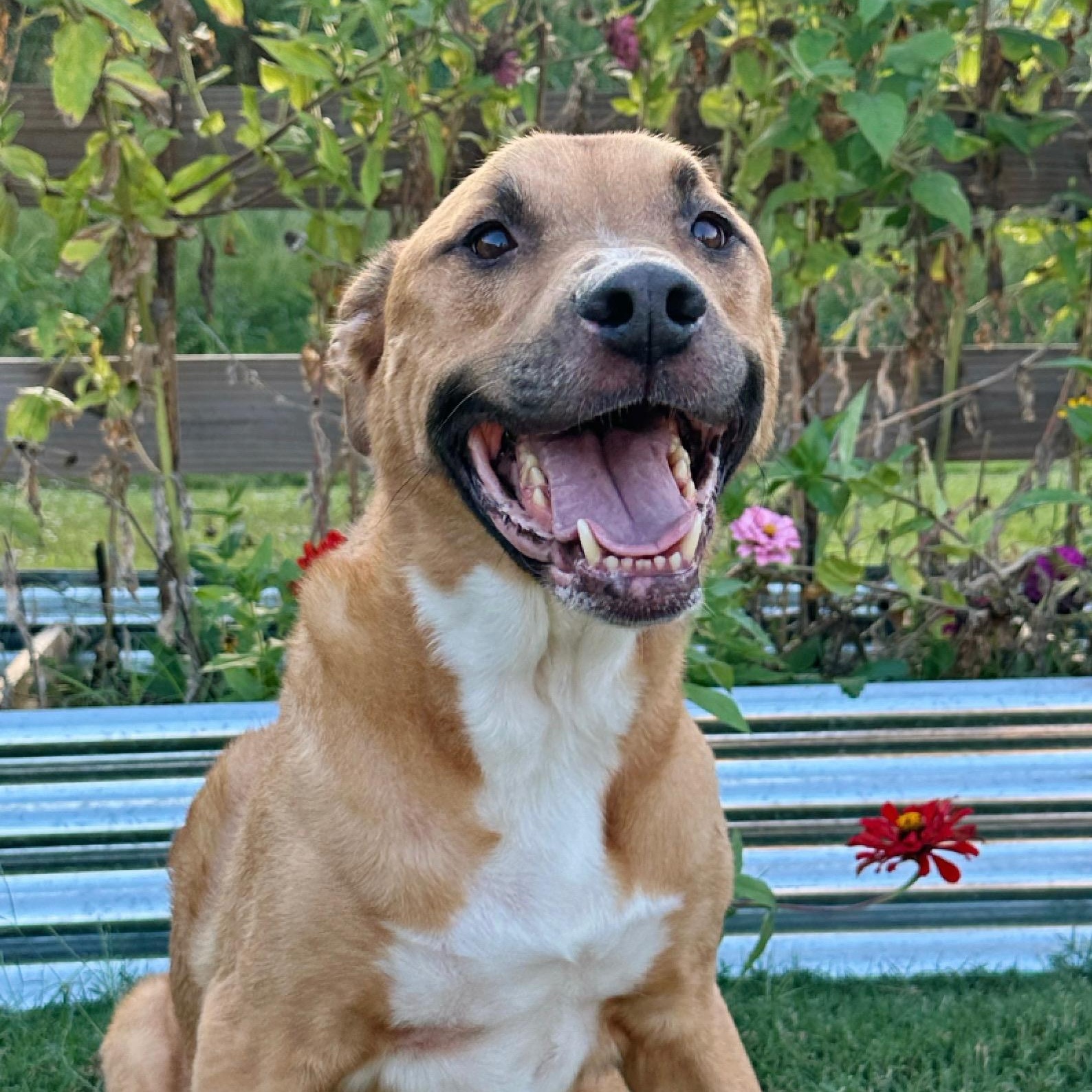 Enlarge Chance, a ADOPTABLE mixed breed in Tulsa, OK image 2/2