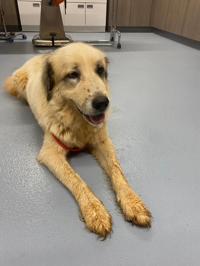 Princess Thornbuckle, Adoptable, Adult Female Great Pyrenees.