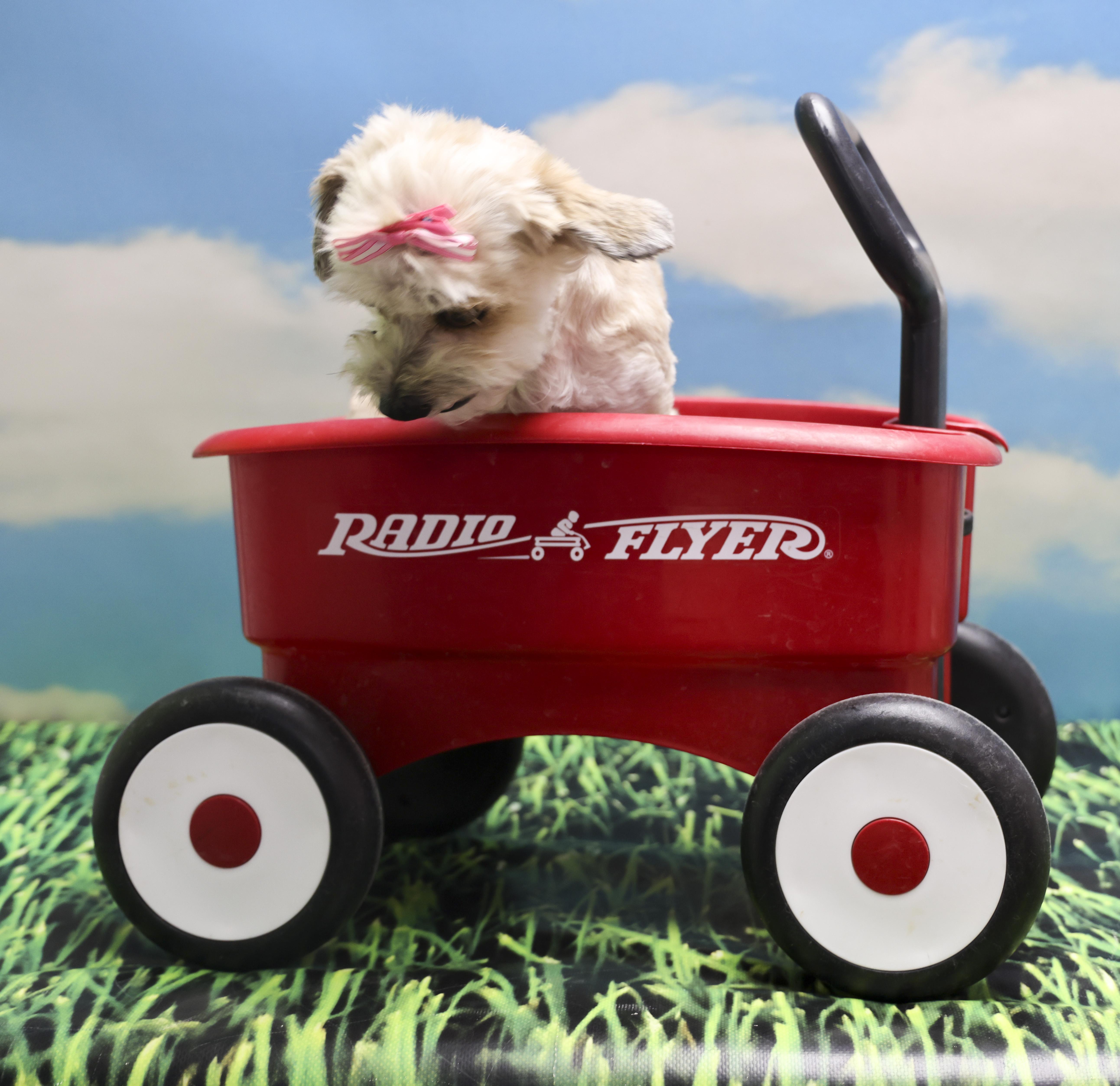 Lulu, an adopted Shih Tzu in Casa Grande, AZ image 4/6