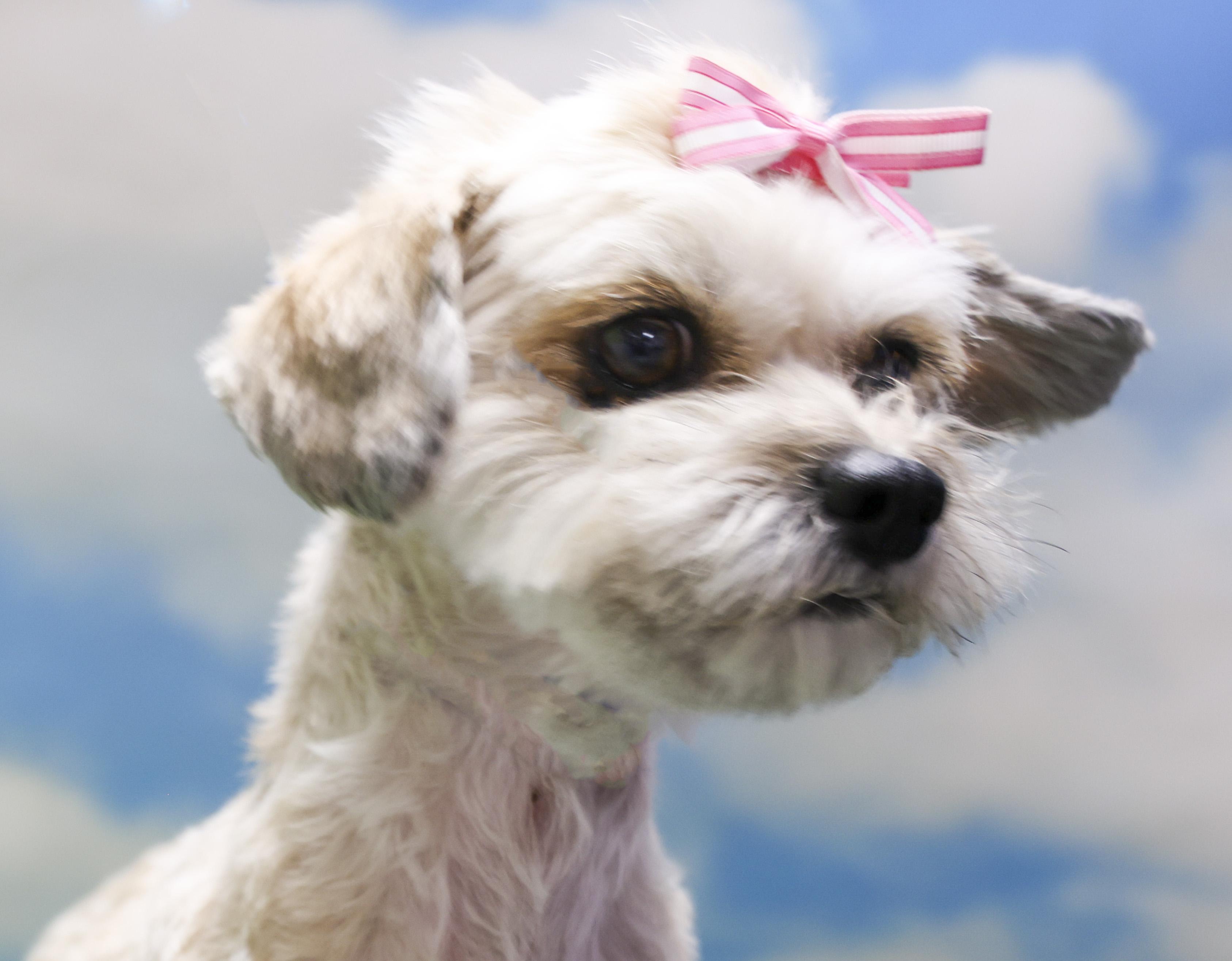 Lulu, an adopted Shih Tzu in Casa Grande, AZ image 5/6