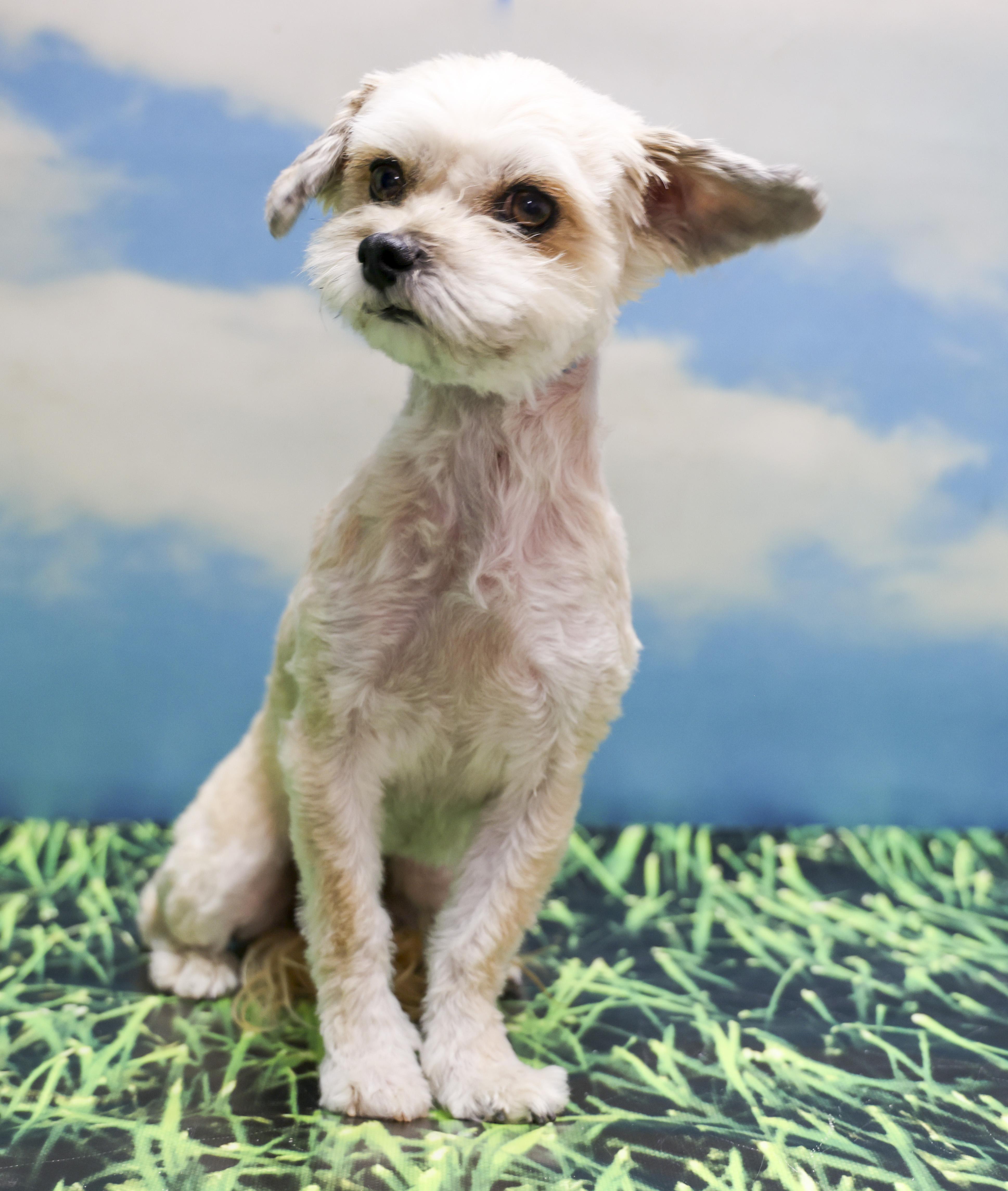 Lulu, an adopted Shih Tzu in Casa Grande, AZ image 6/6