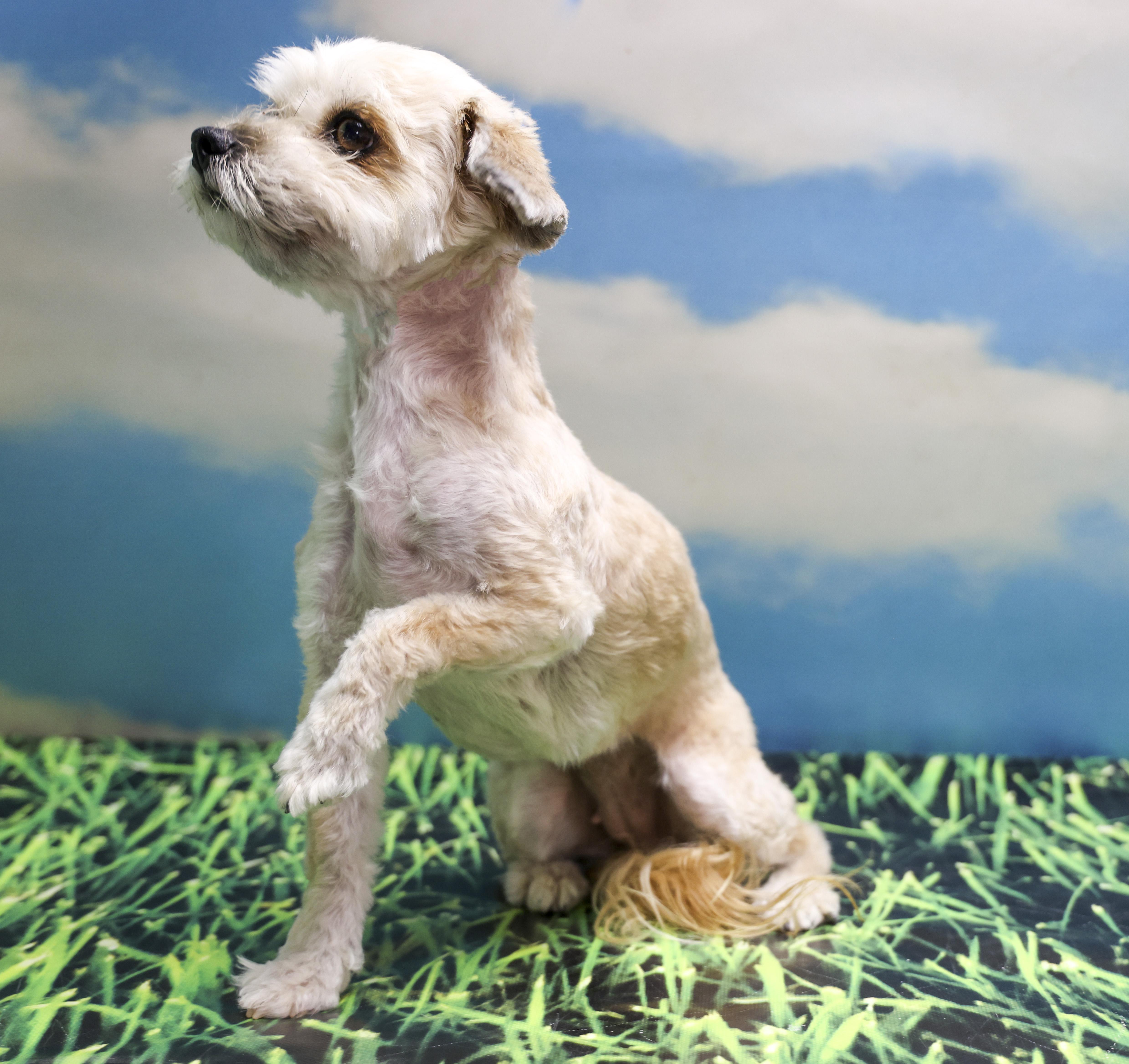 Lulu, adopted, Young Female Shih Tzu.
