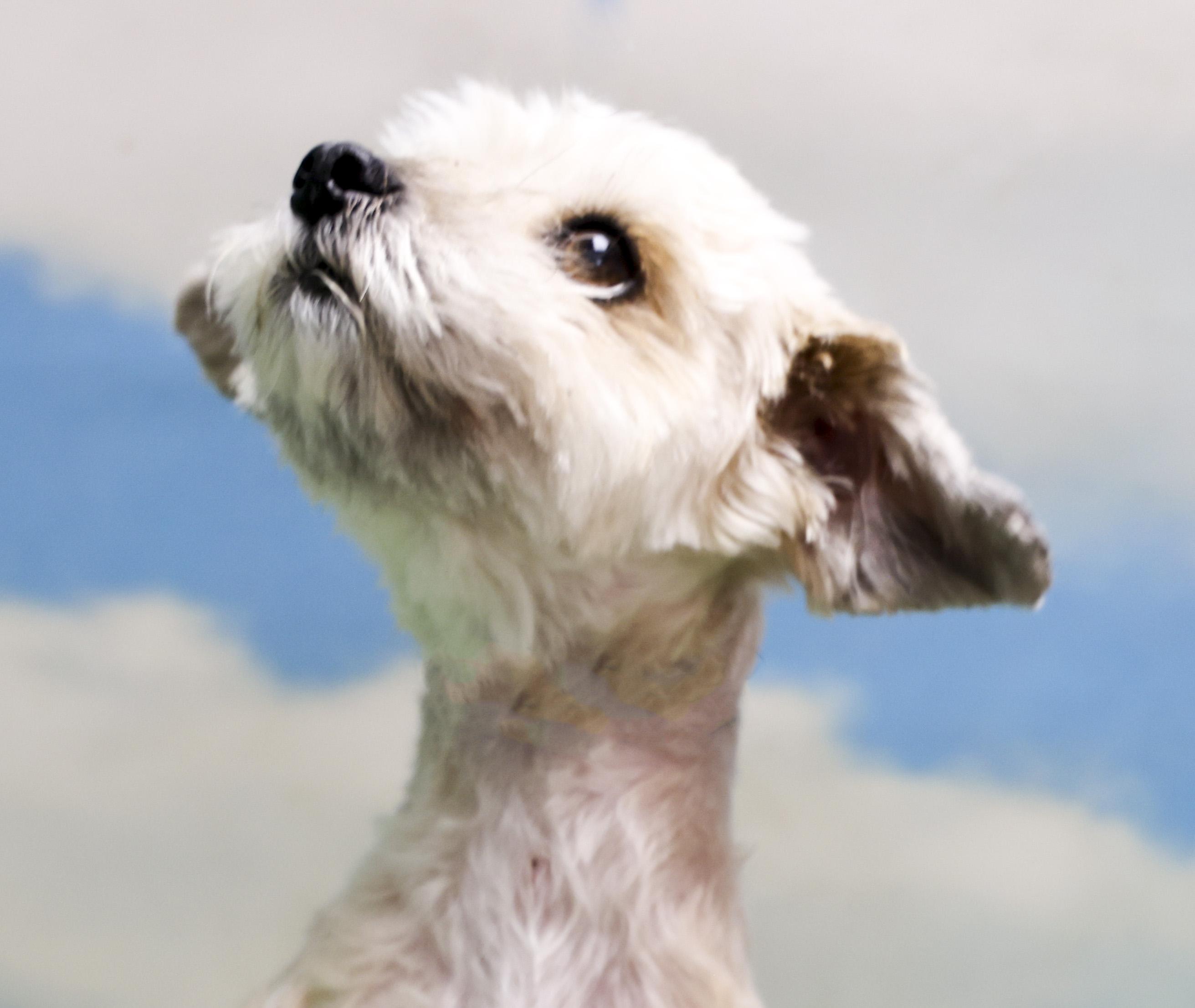 Lulu, an adopted Shih Tzu in Casa Grande, AZ image 3/6