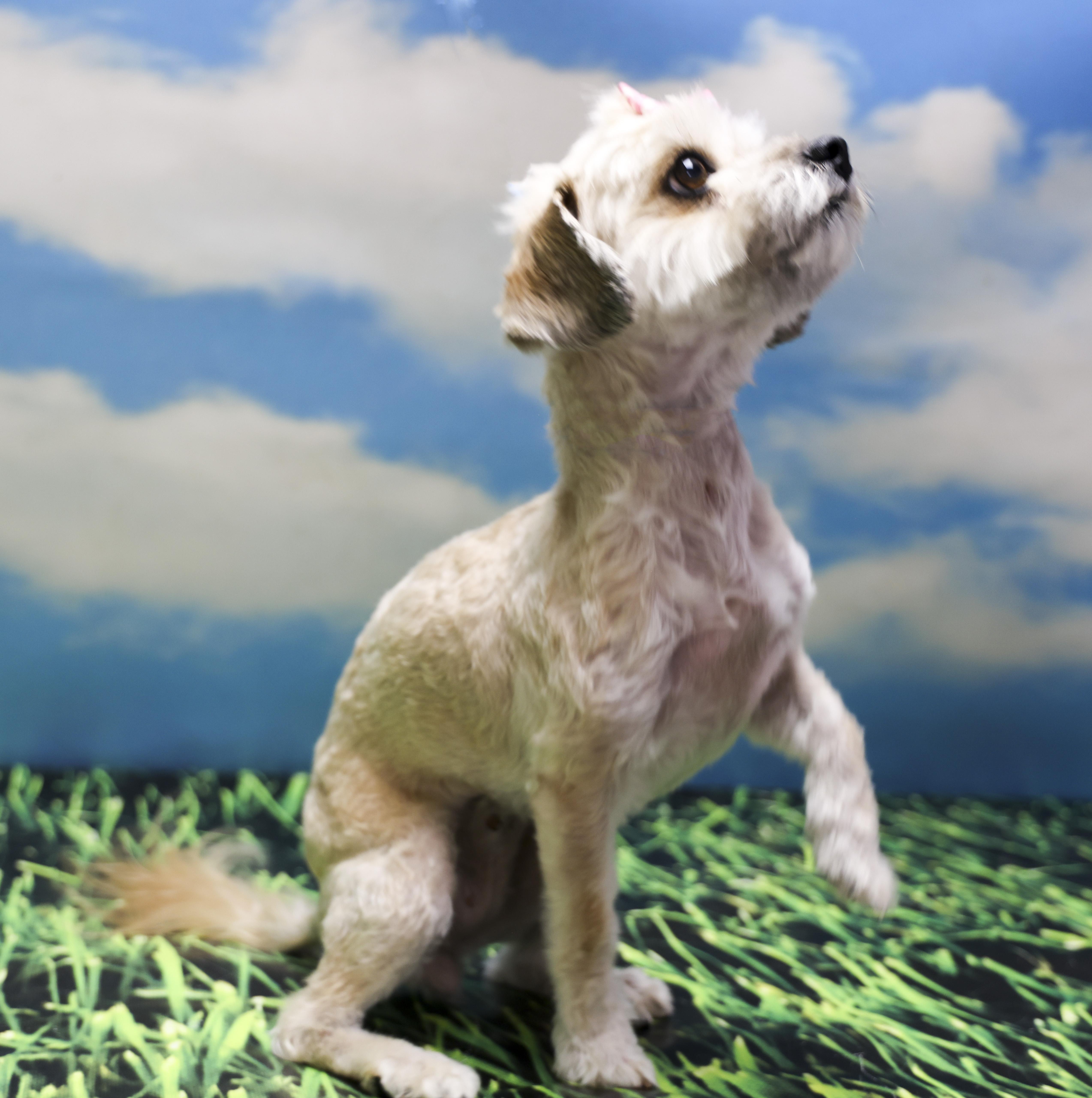 Lulu, an adopted Shih Tzu in Casa Grande, AZ image 2/6
