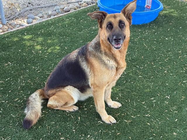 CHARLOTTE, Adoptable, Adult Female German Shepherd Dog.