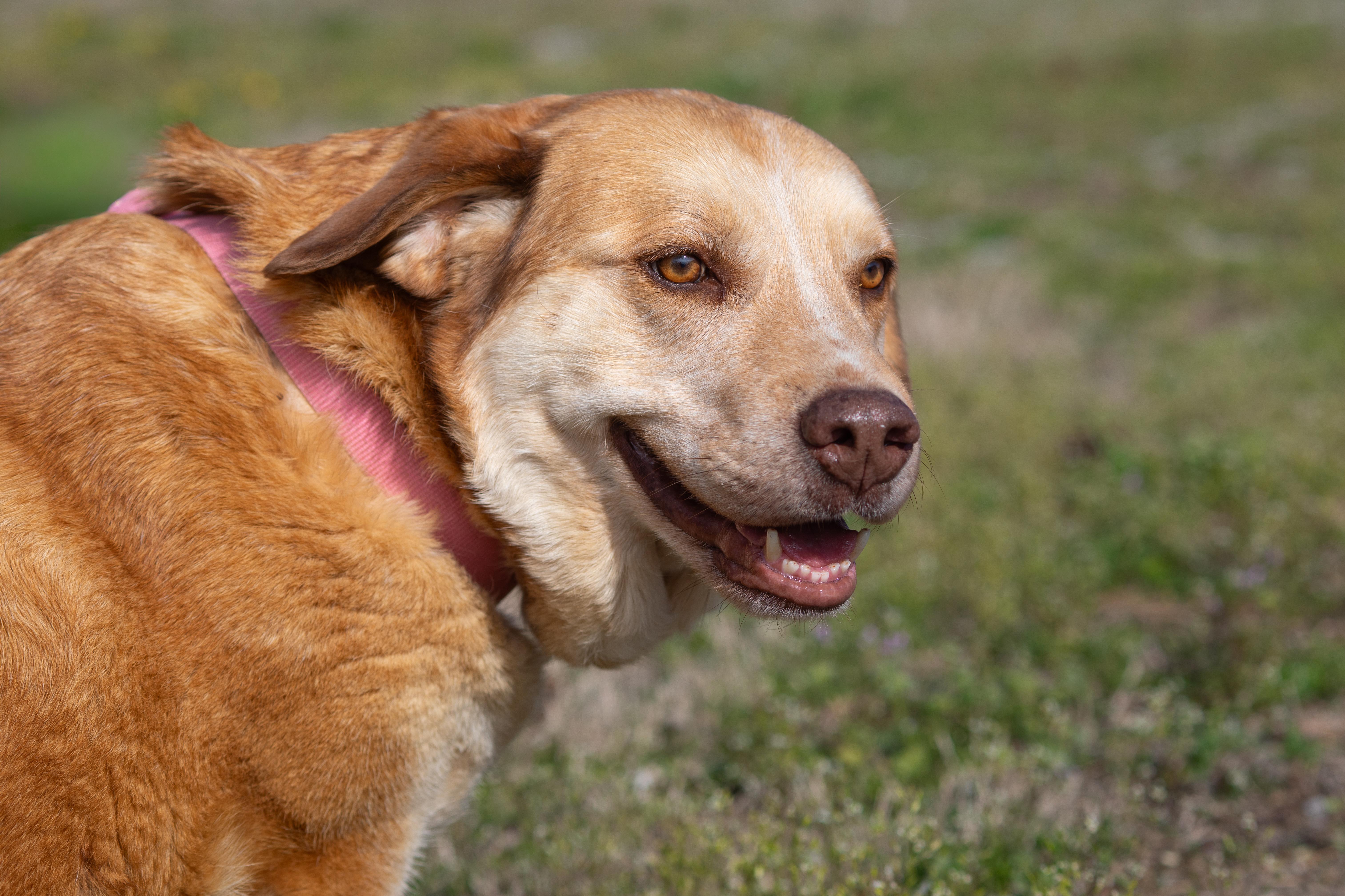 Callie, ADOPTABLE, Adult Female Yellow Labrador Retriever.