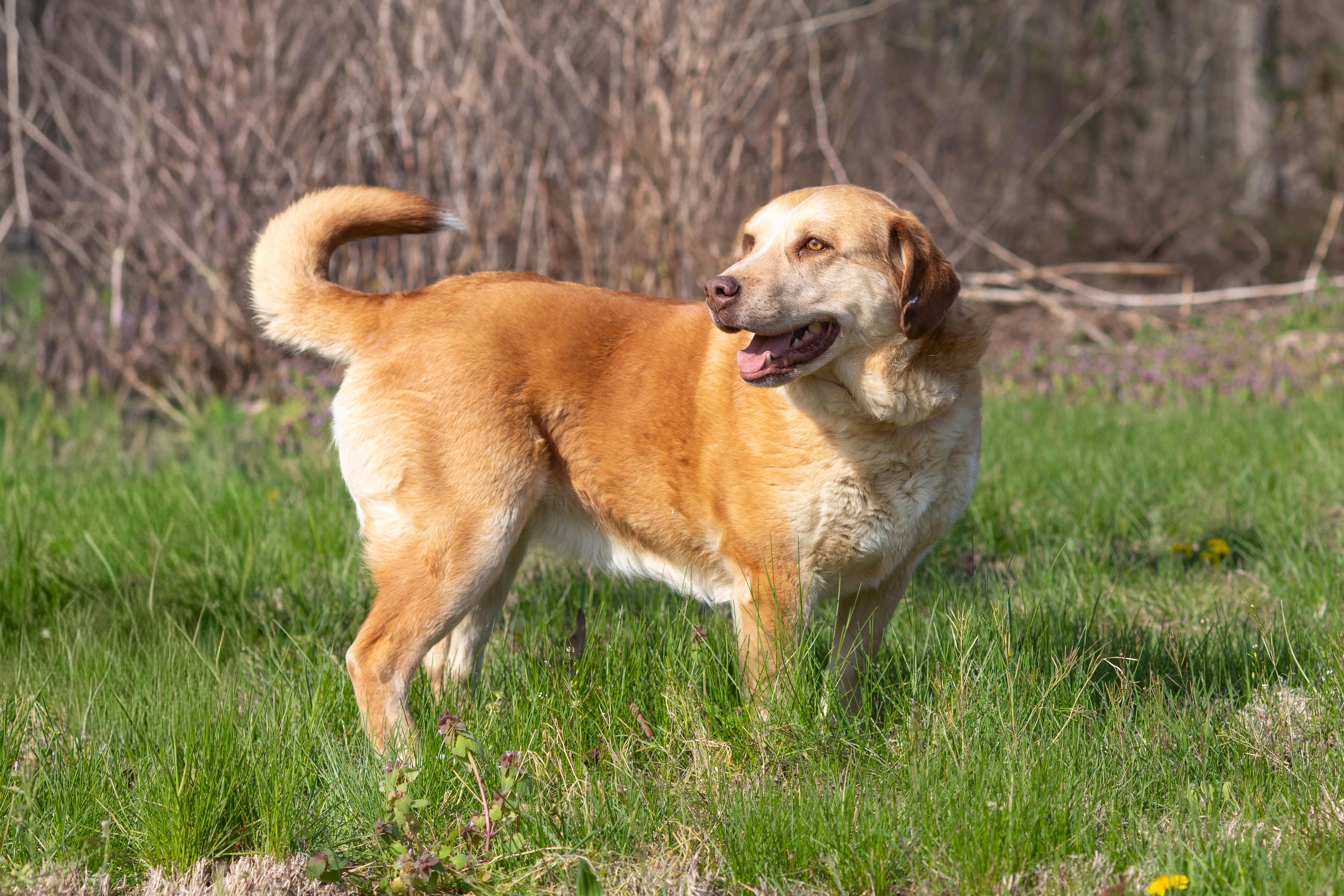Enlarge Callie, a ADOPTABLE mixed breed in Dixon, KY image 3/3