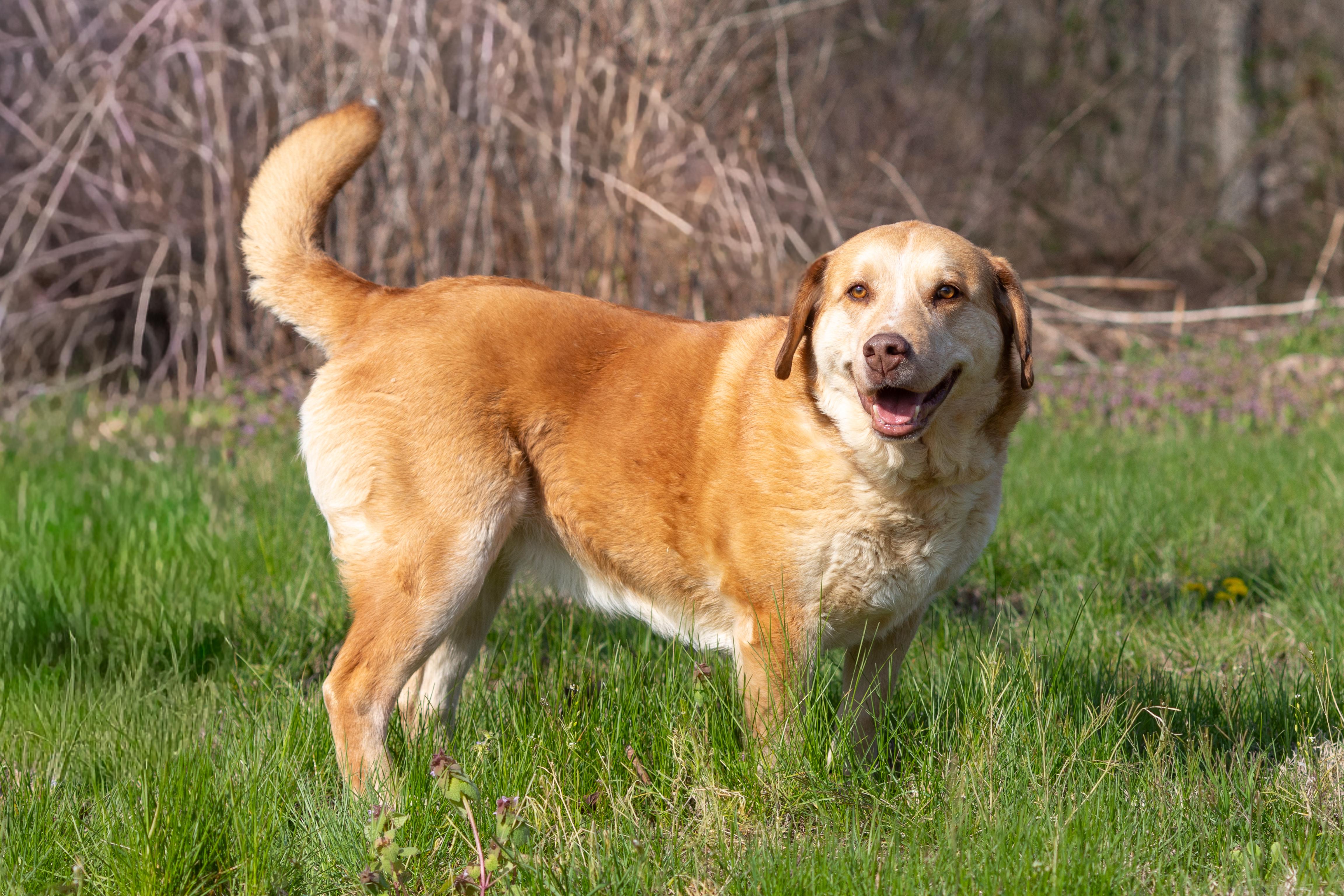 Enlarge Callie, a ADOPTABLE mixed breed in Dixon, KY image 2/3
