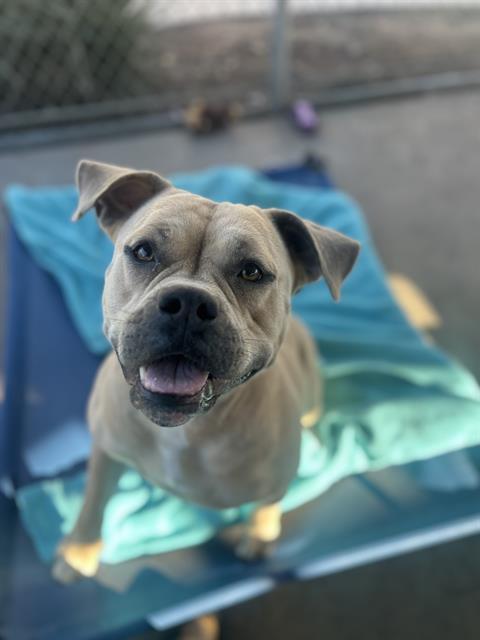 COCO, Adoptable, Adult Female Pit Bull Terrier.