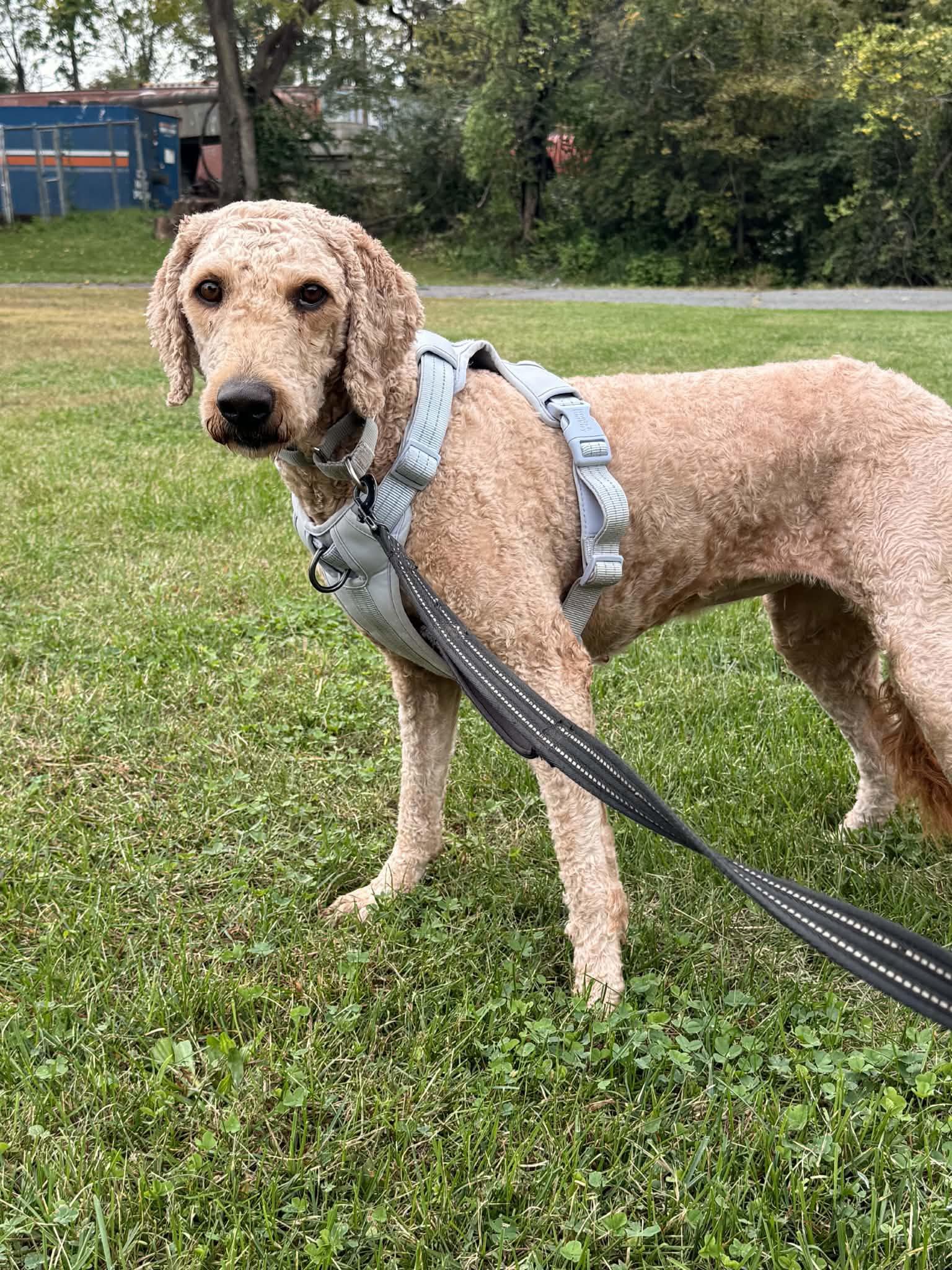 Gracie, Adoptable, Adult Female Golden Retriever & Poodle.