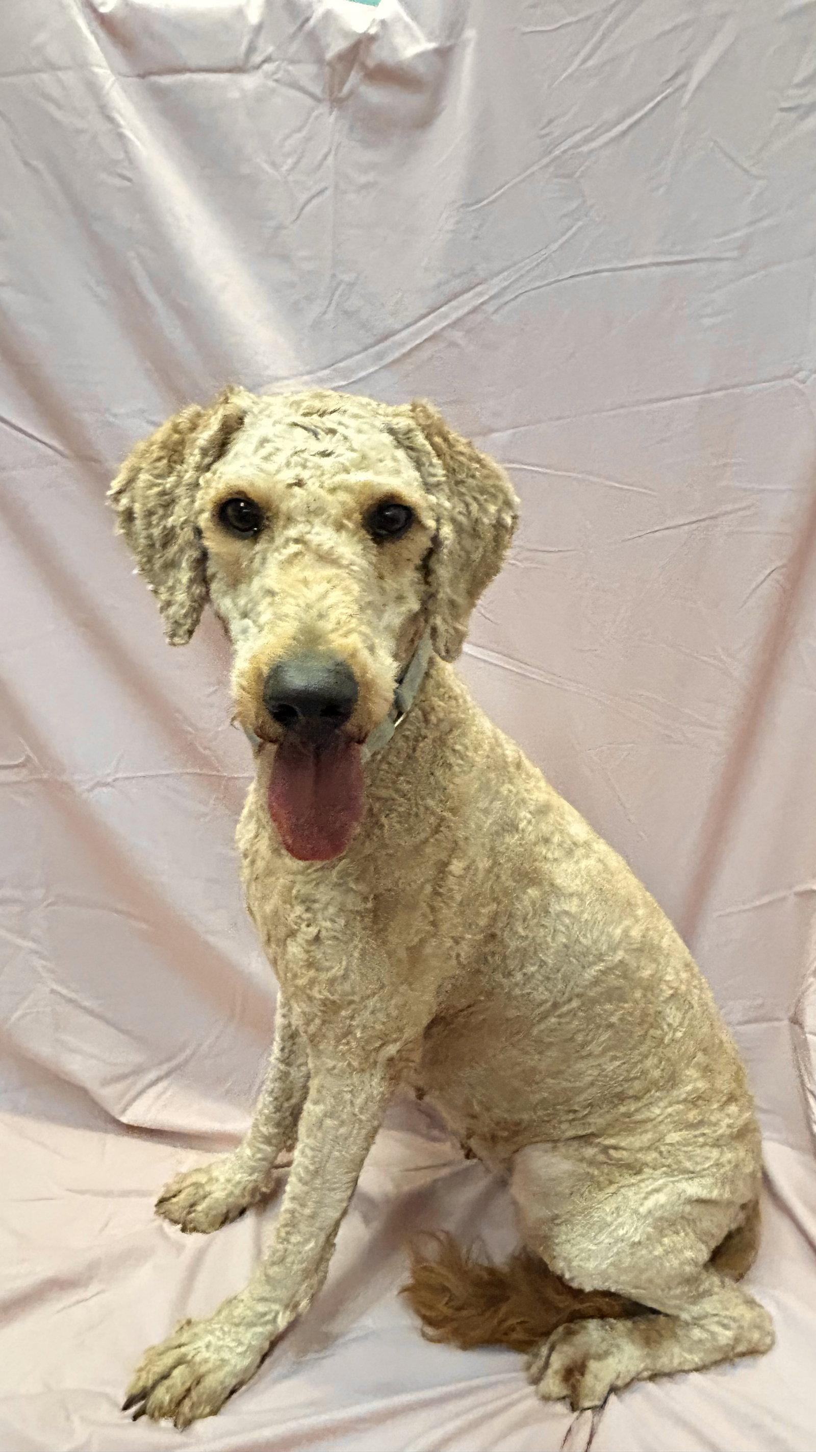 Enlarge Gracie, a Adoptable mixed breed in Pottstown, PA image 2/3