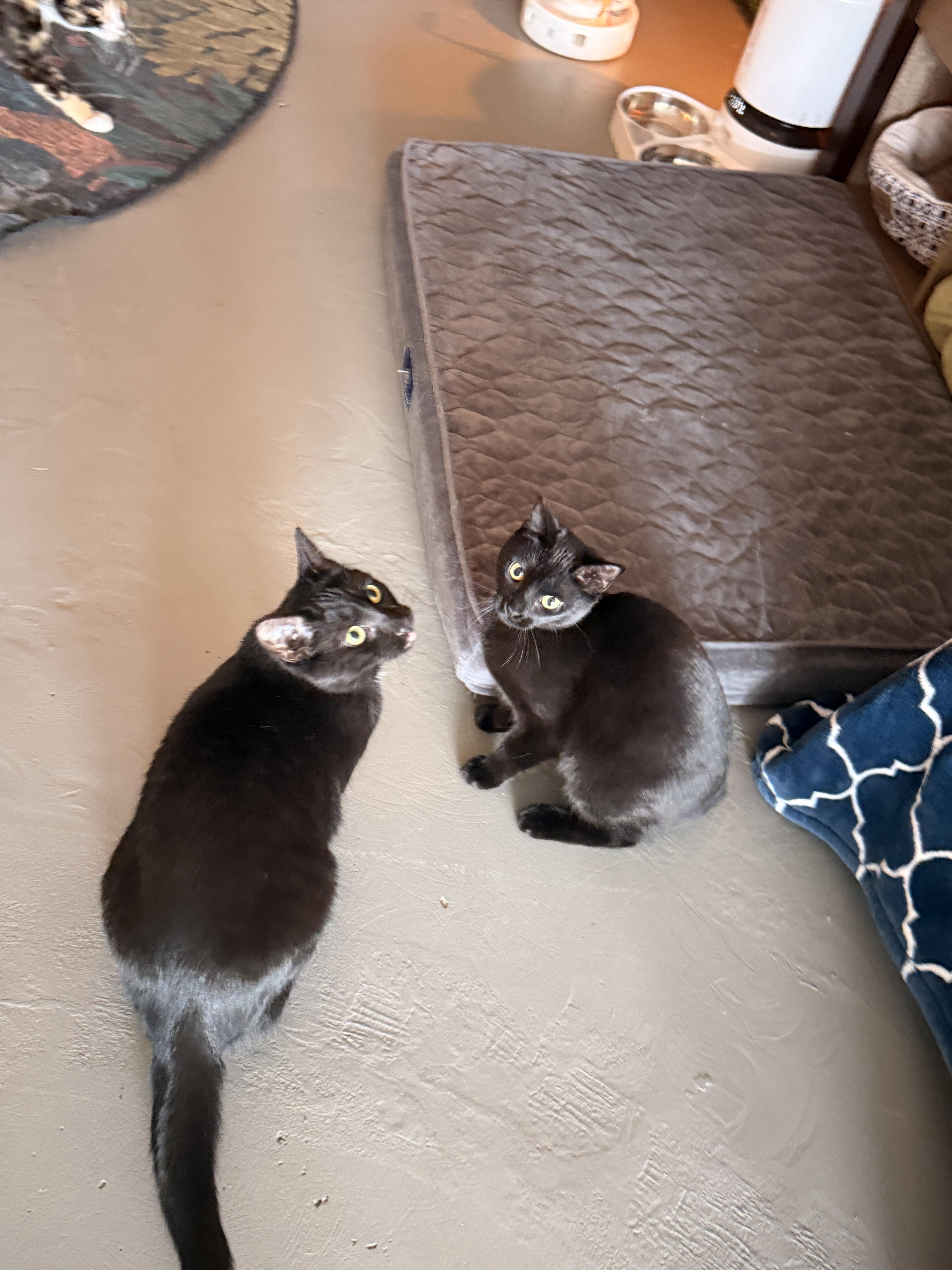 Zeena, Adopted, Young Female Domestic Short Hair.