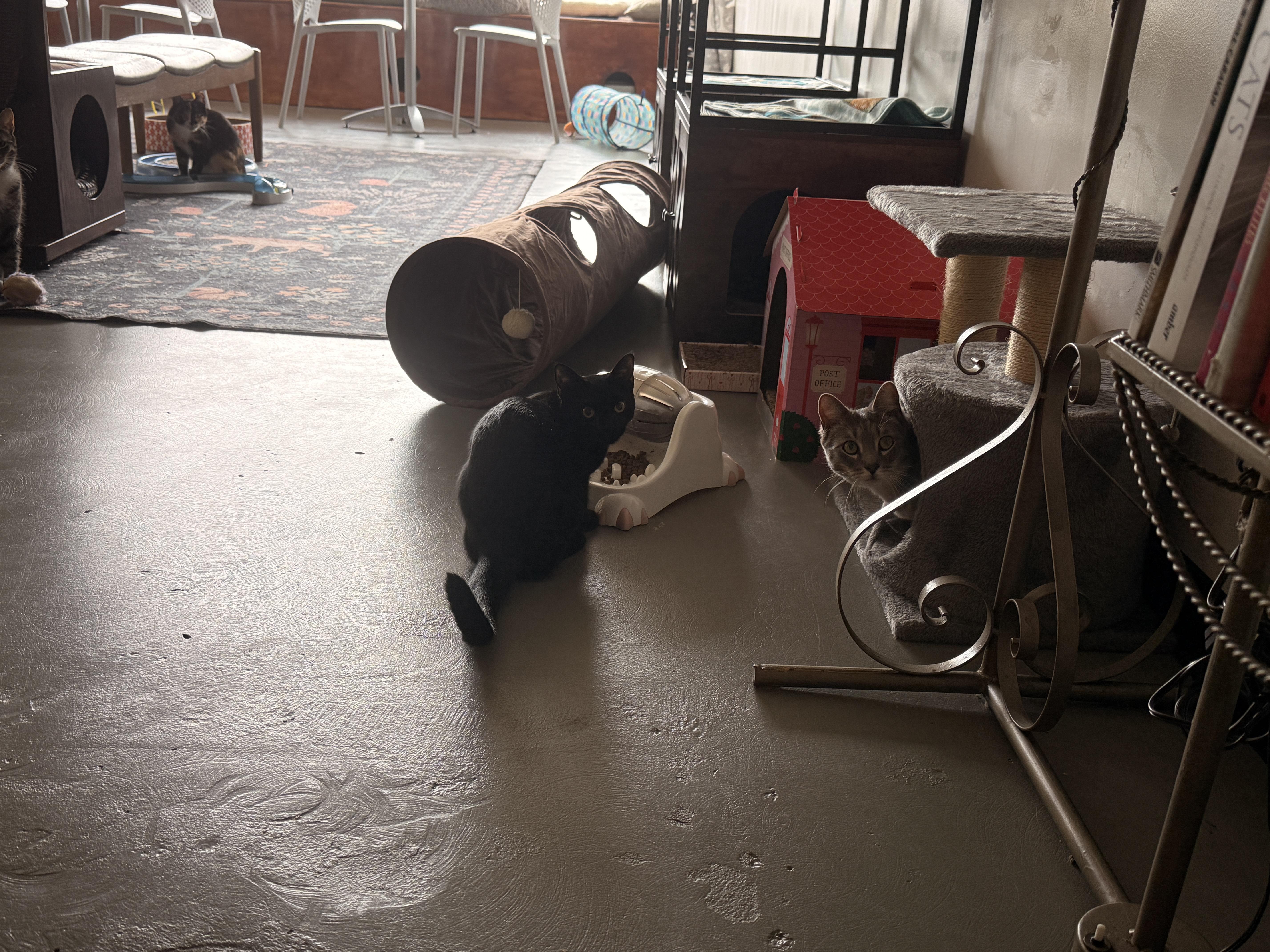 Zeena, a Adopted Domestic Short Hair in Burlington, VT image 2/6