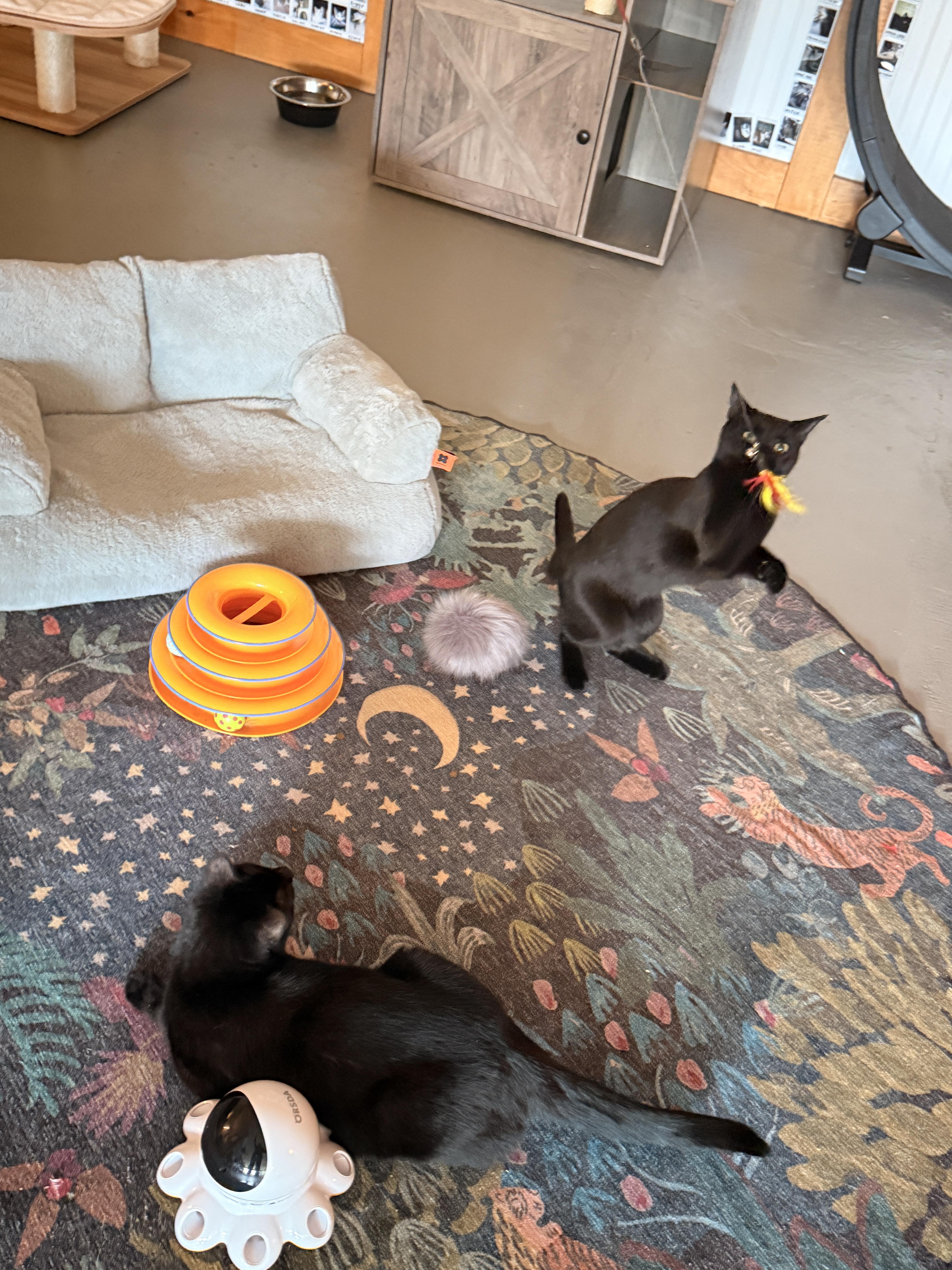 Zeena, a Adopted Domestic Short Hair in Burlington, VT image 3/6