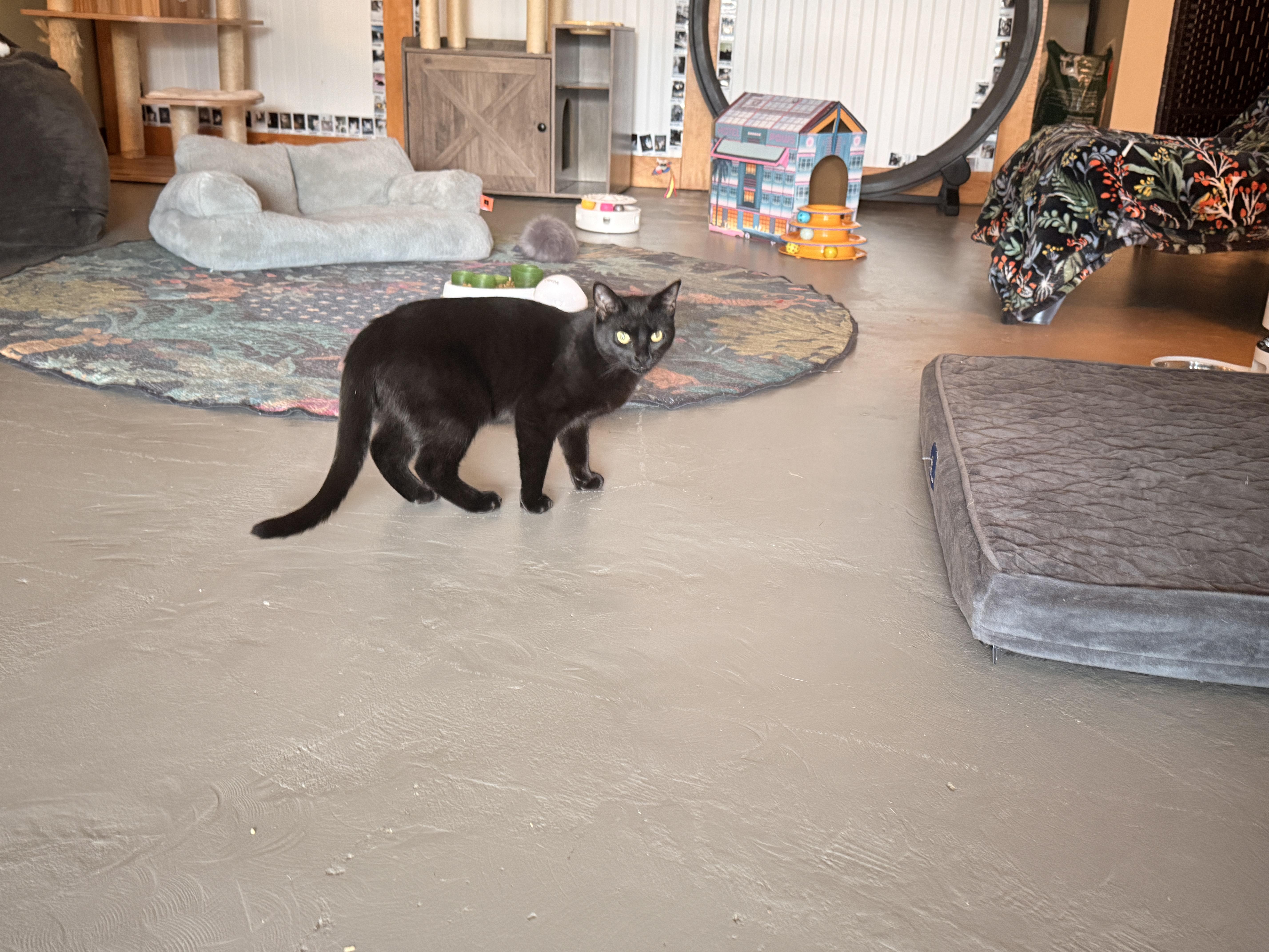 Zeena, a Adopted Domestic Short Hair in Burlington, VT image 4/6