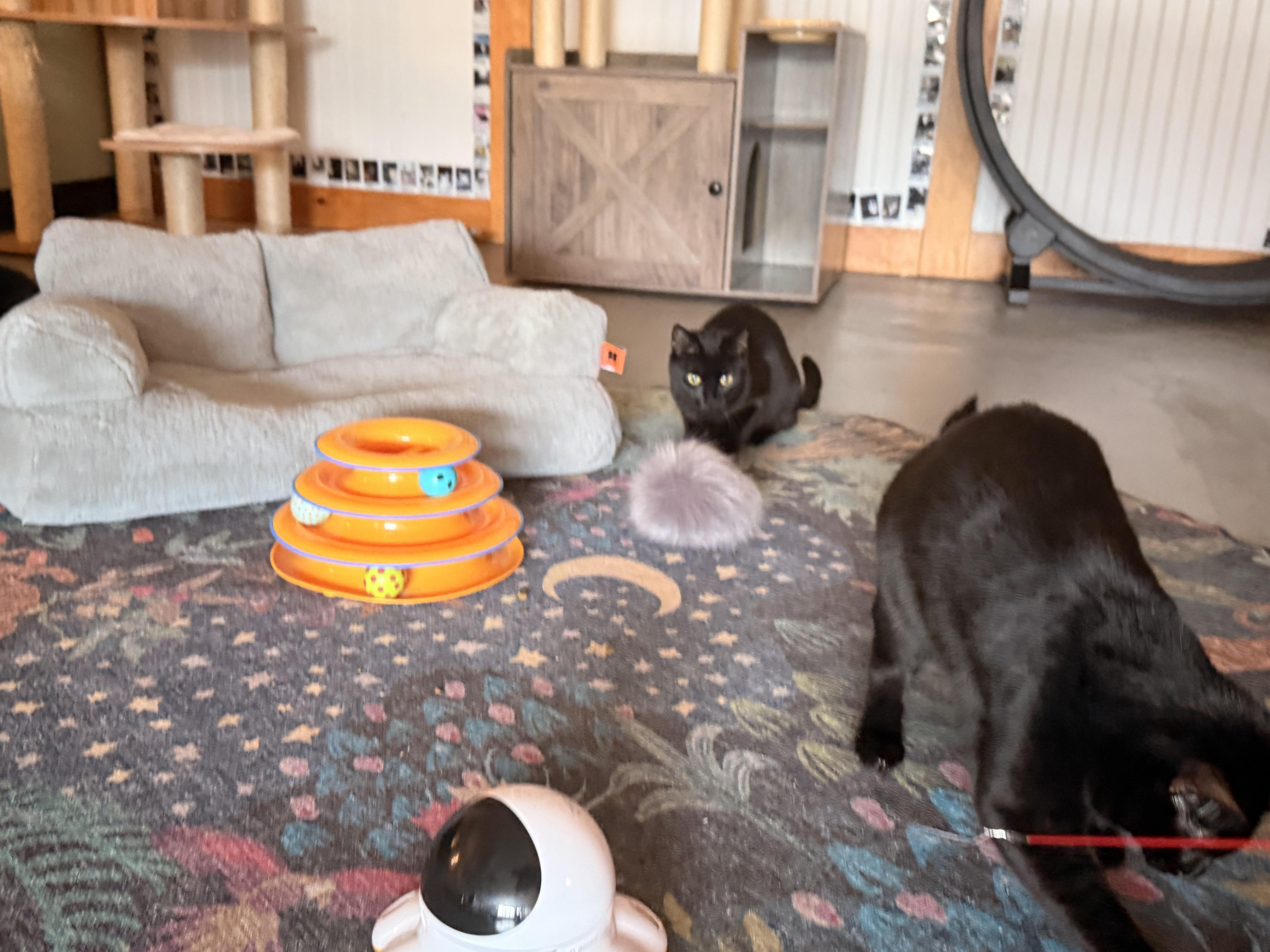 Zeena, a Adopted Domestic Short Hair in Burlington, VT image 5/6