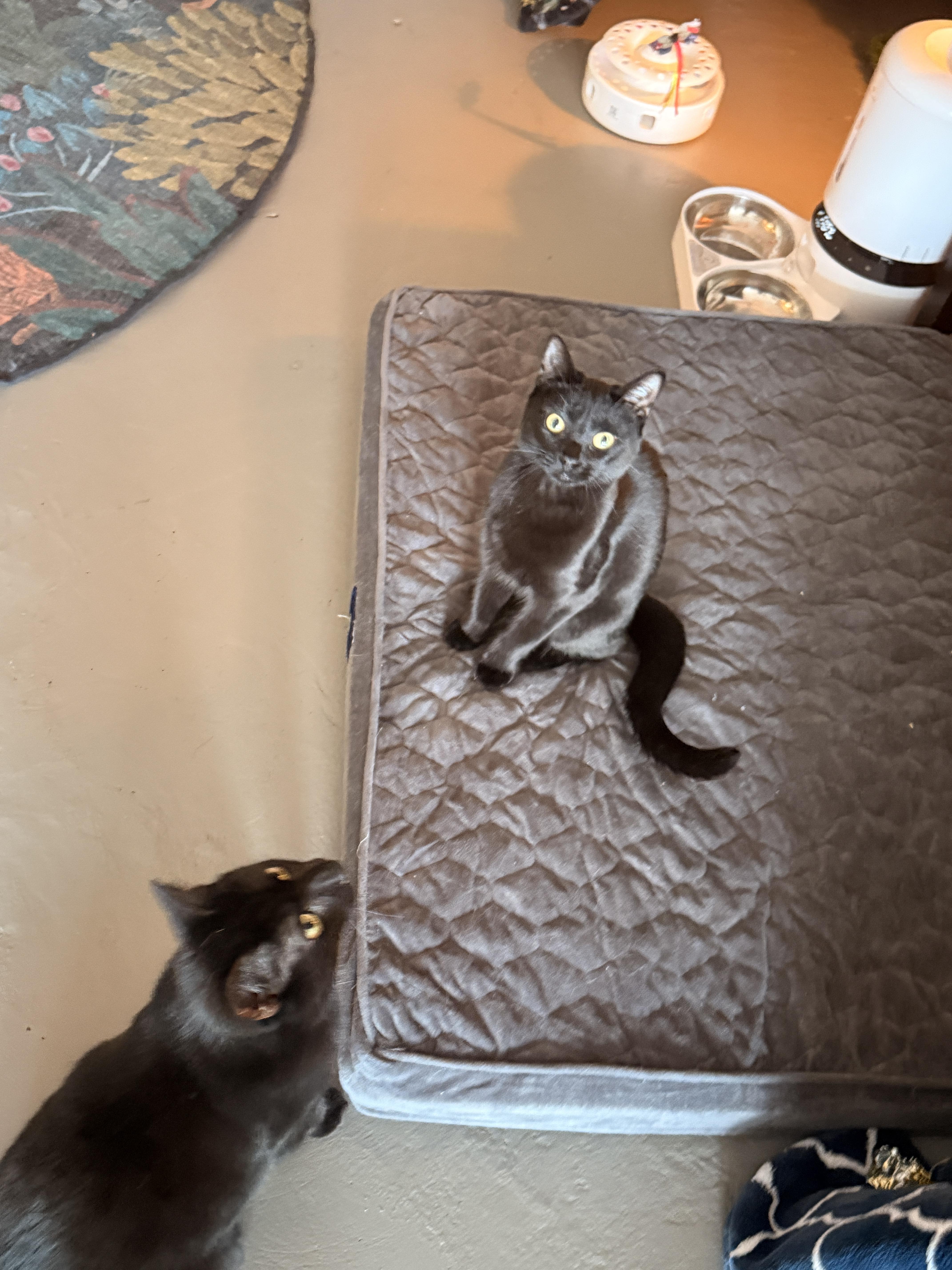 Zeena, a Adopted Domestic Short Hair in Burlington, VT image 6/6