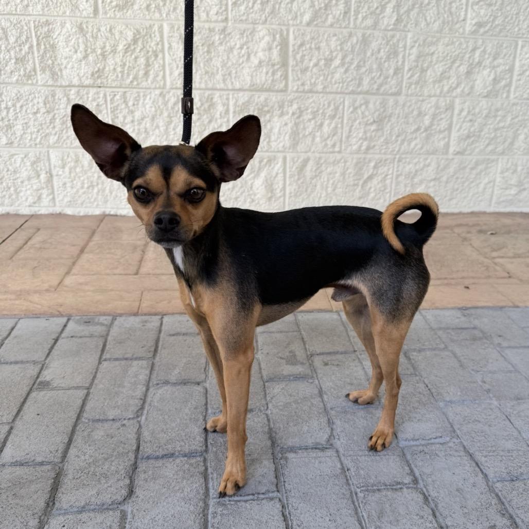 Dunks, a Adoptable Mixed Breed in Williston, FL image 2/2
