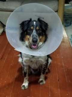 GIzmo, Adopted, Adult Male Australian Shepherd & Australian Cattle Dog / Blue Heeler.