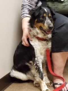 GIzmo, a Adopted mixed breed in Ontario, CA image 2/2