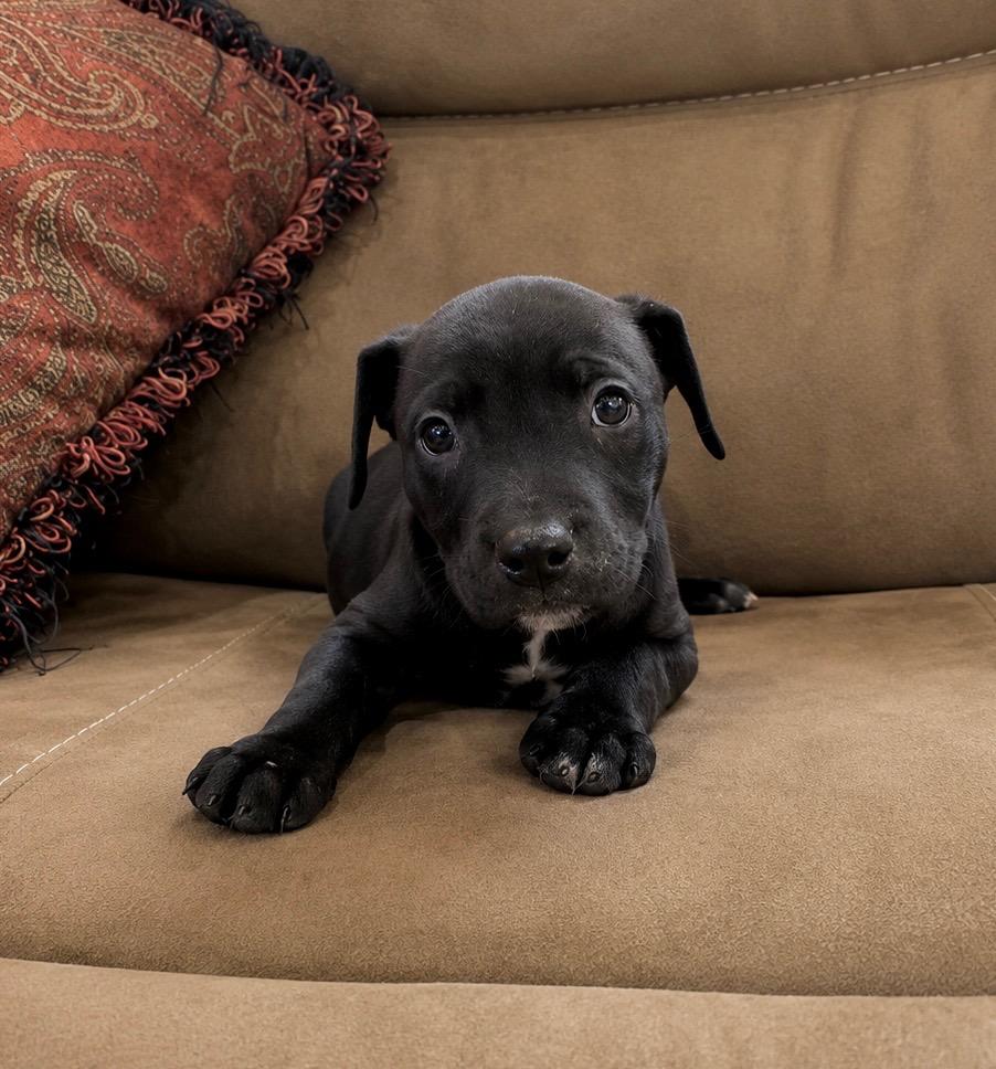 Glory, Adoptable, Puppy Female Labrador Retriever & Terrier.