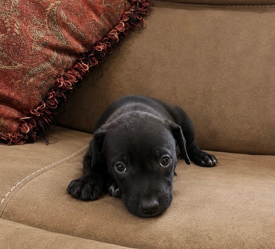Glory, a Adoptable mixed breed in Princeton, MA image 2/2