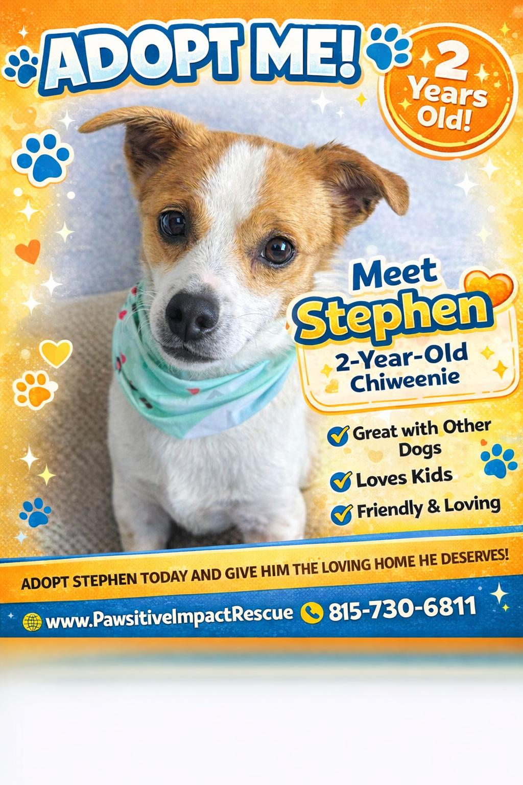 Stephen, ADOPTABLE, Adult Male Chiweenie.
