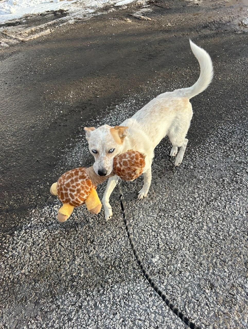 Enlarge Macie, a ADOPTABLE mixed breed in Plymouth, MA image 3/4