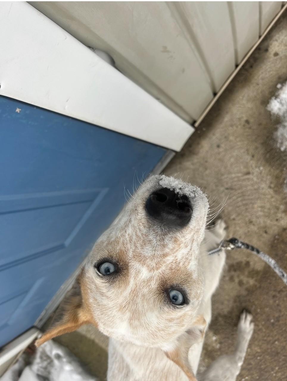 Enlarge Macie, a ADOPTABLE mixed breed in Plymouth, MA image 2/4