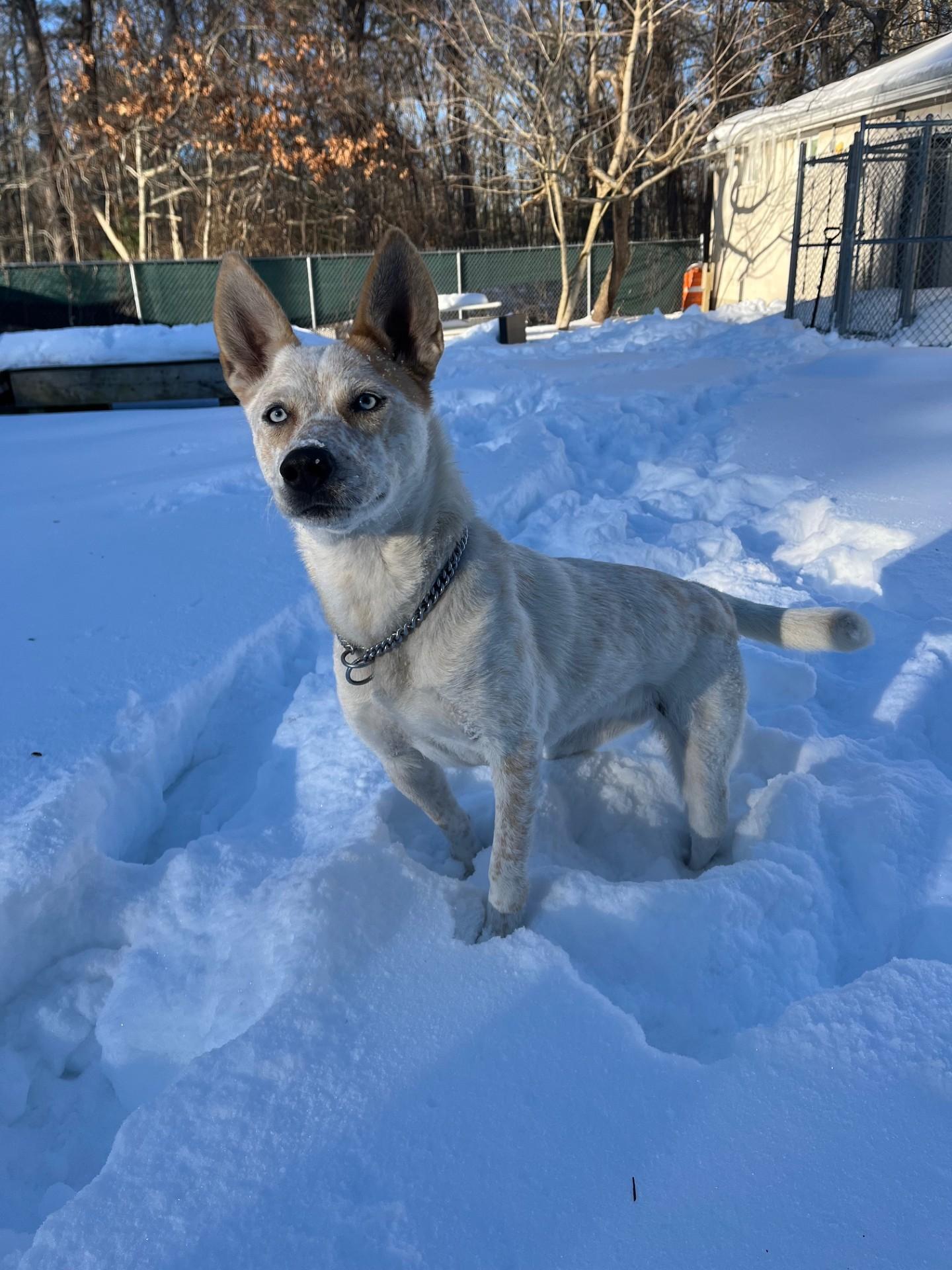 Enlarge Macie, a ADOPTABLE mixed breed in Plymouth, MA image 1/4