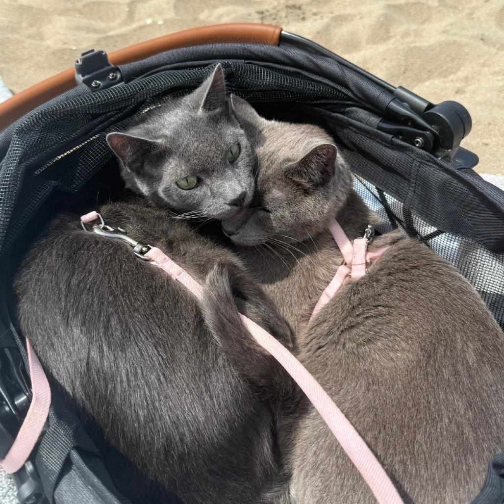 Enlarge Willow, a Adoptable Siamese in Los Angeles, CA image 1/3