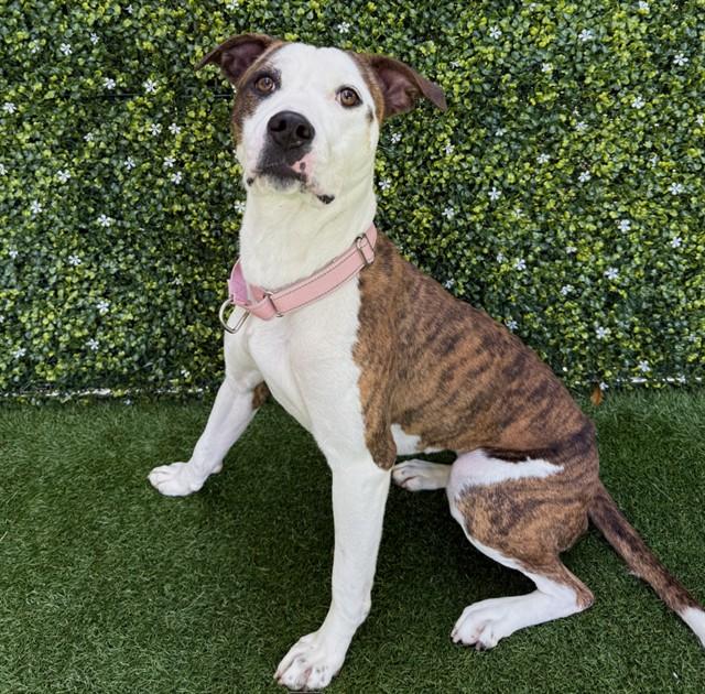 PANGEA, Adoptable, Young Female Staffordshire Bull Terrier & Mixed Breed.
