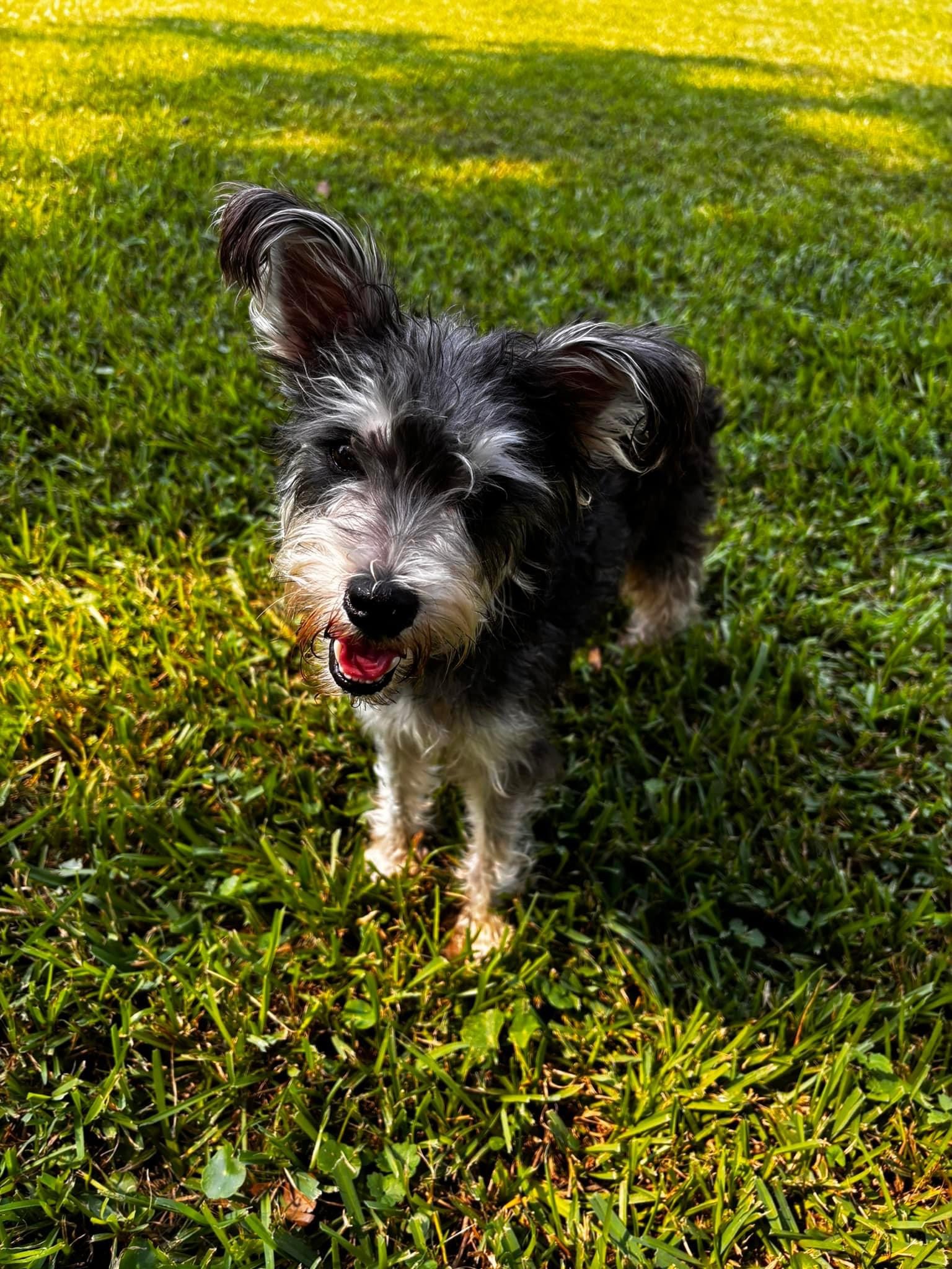 Dog for adoption Prissy, a Miniature Schnauzer in Baker, LA Petfinder