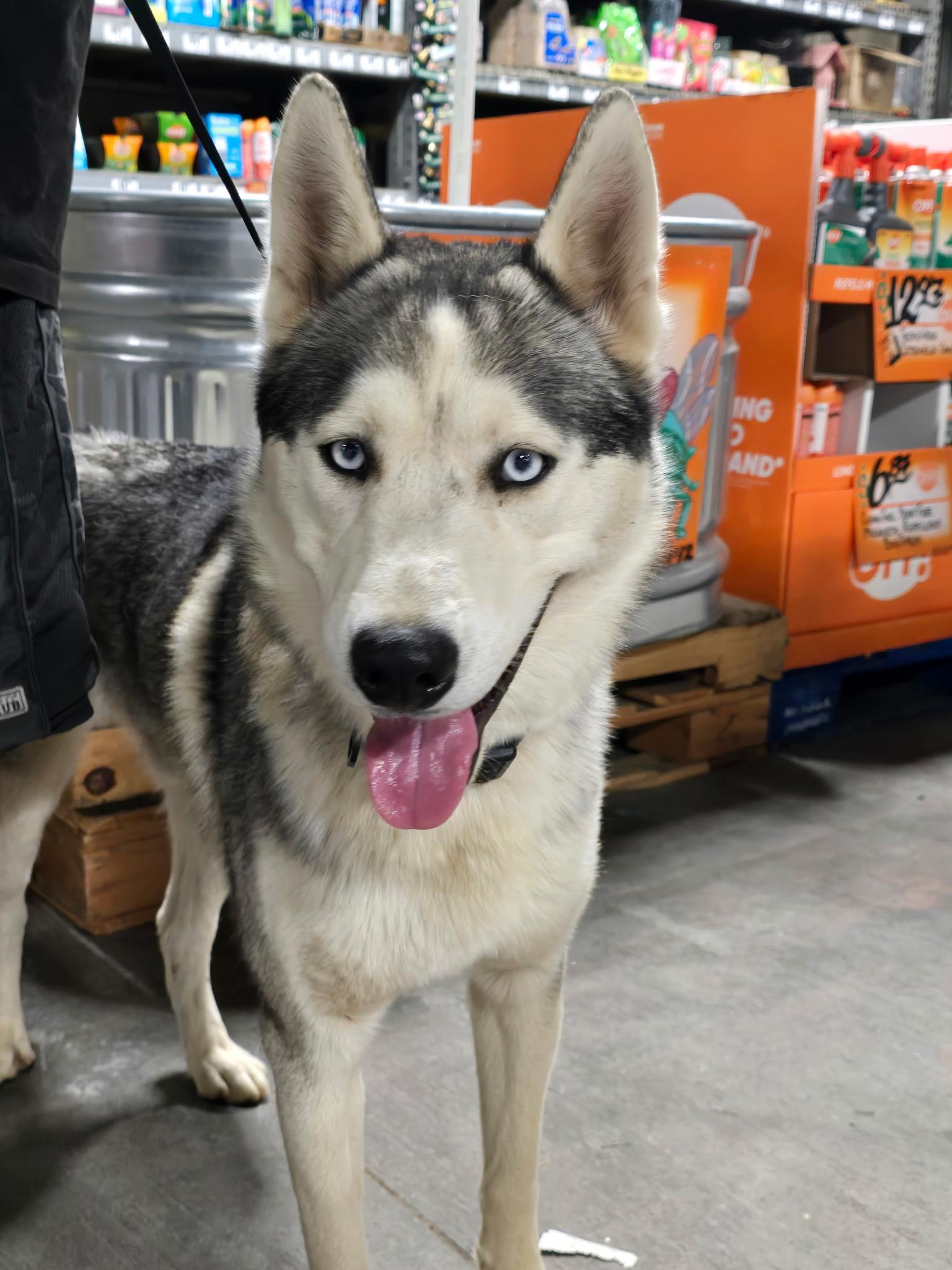 Huck, a Adoptable Siberian Husky in Sparks, NV image 1/5