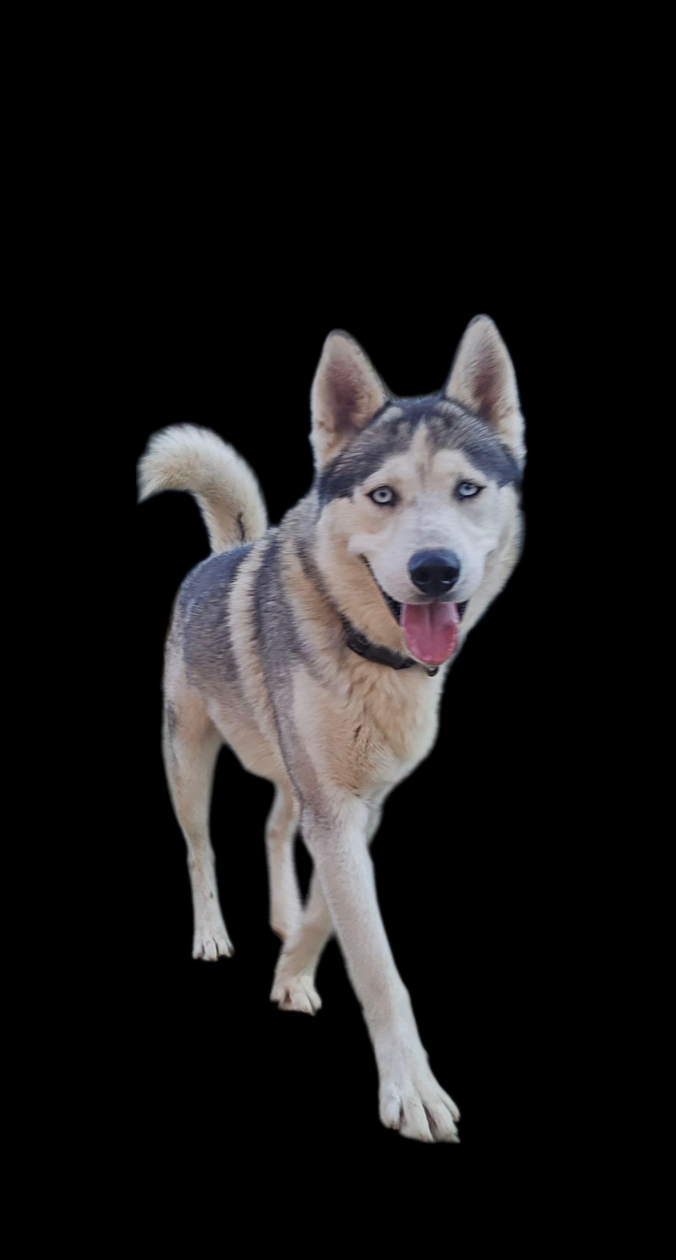 Huck, a Adoptable Siberian Husky in Sparks, NV image 2/5